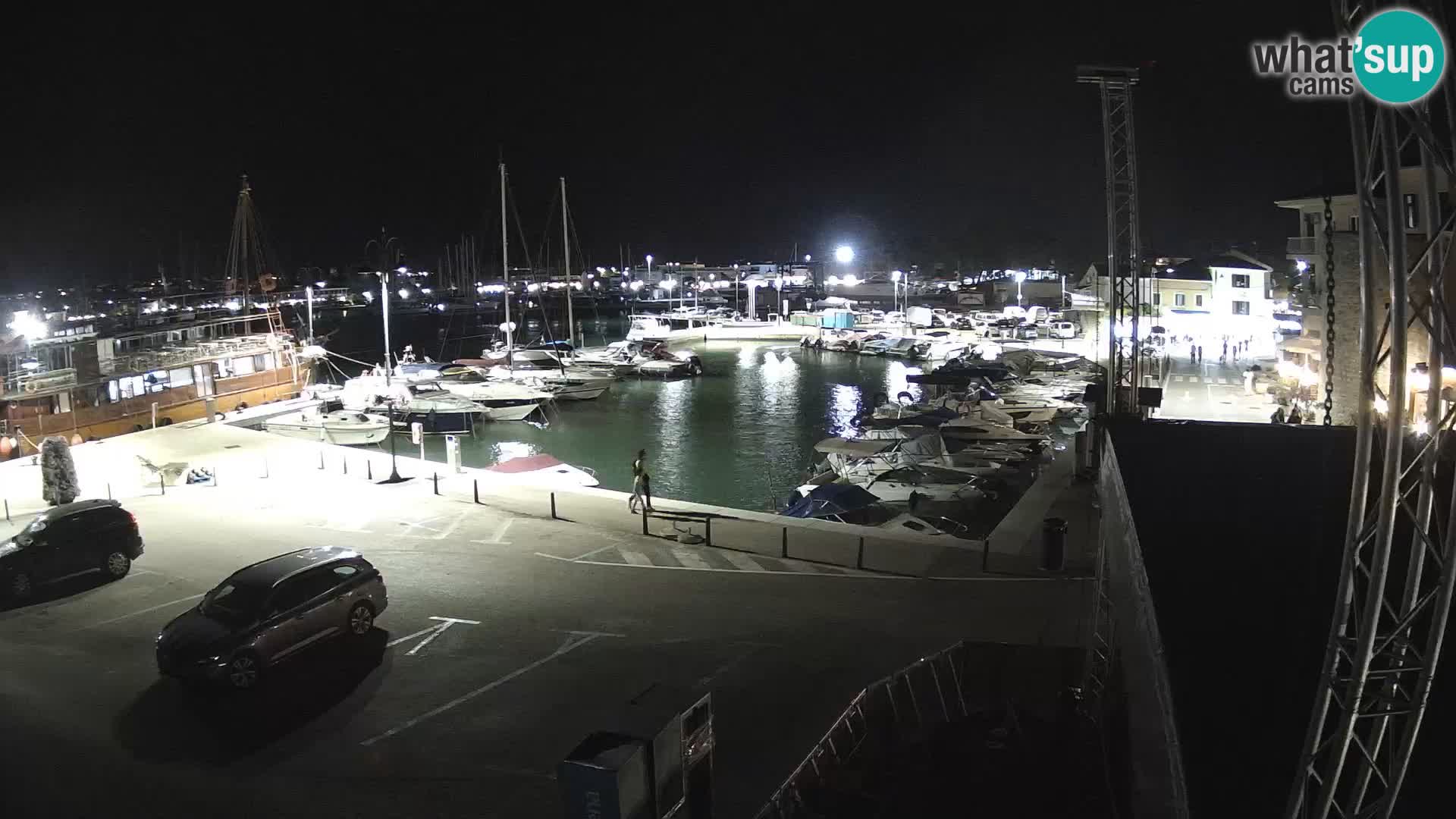 Novigrad | Porporela marina