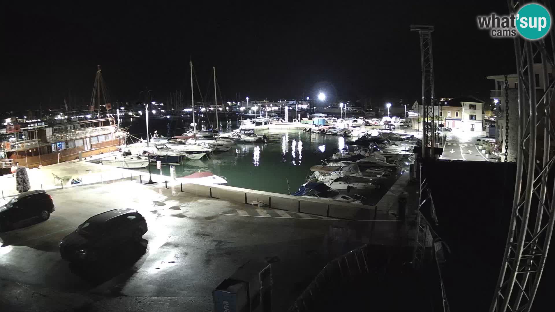 Novigrad | Porporela marina