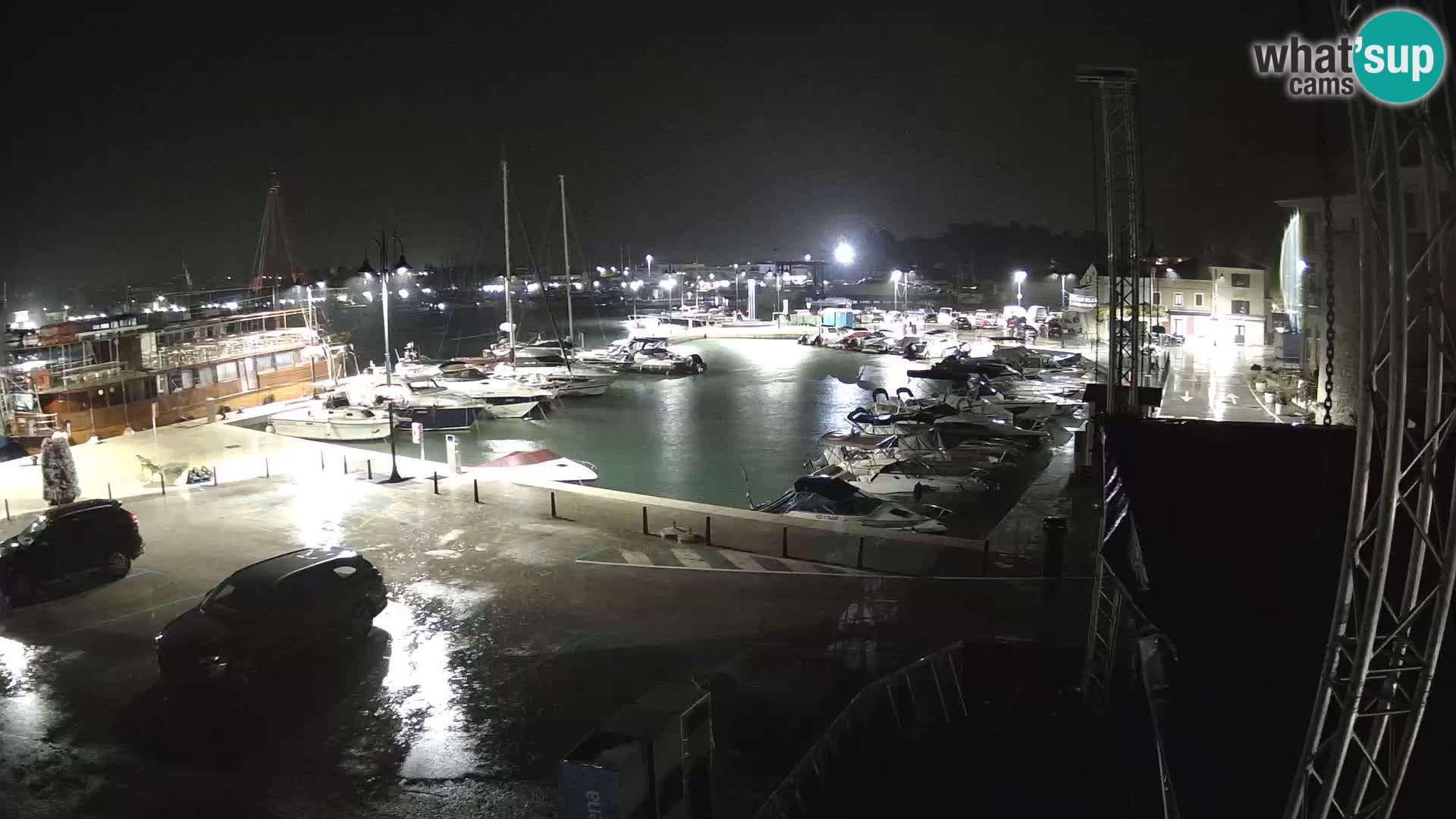 Novigrad | Porporela marina