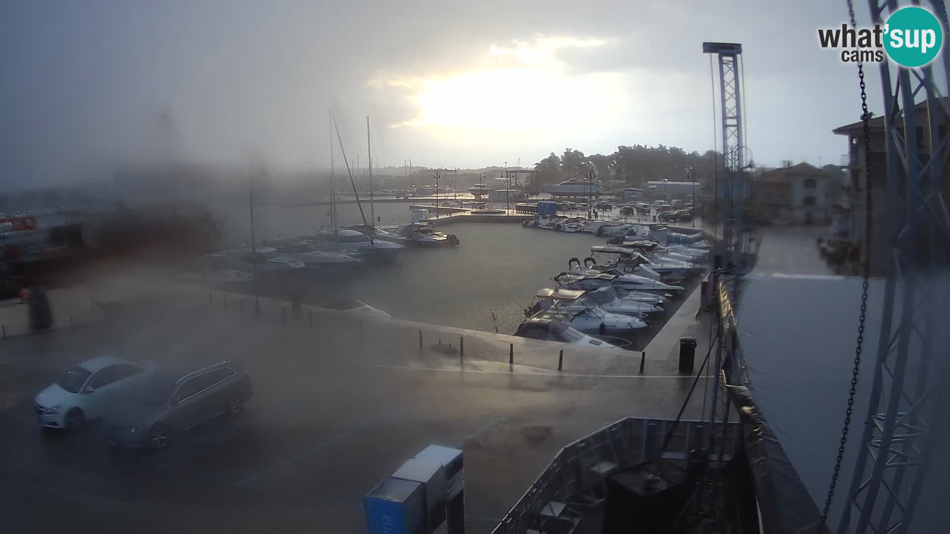 Novigrad | Porporela marina