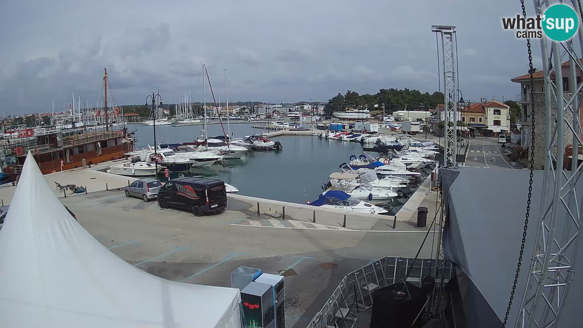 Novigrad | Porporela marina