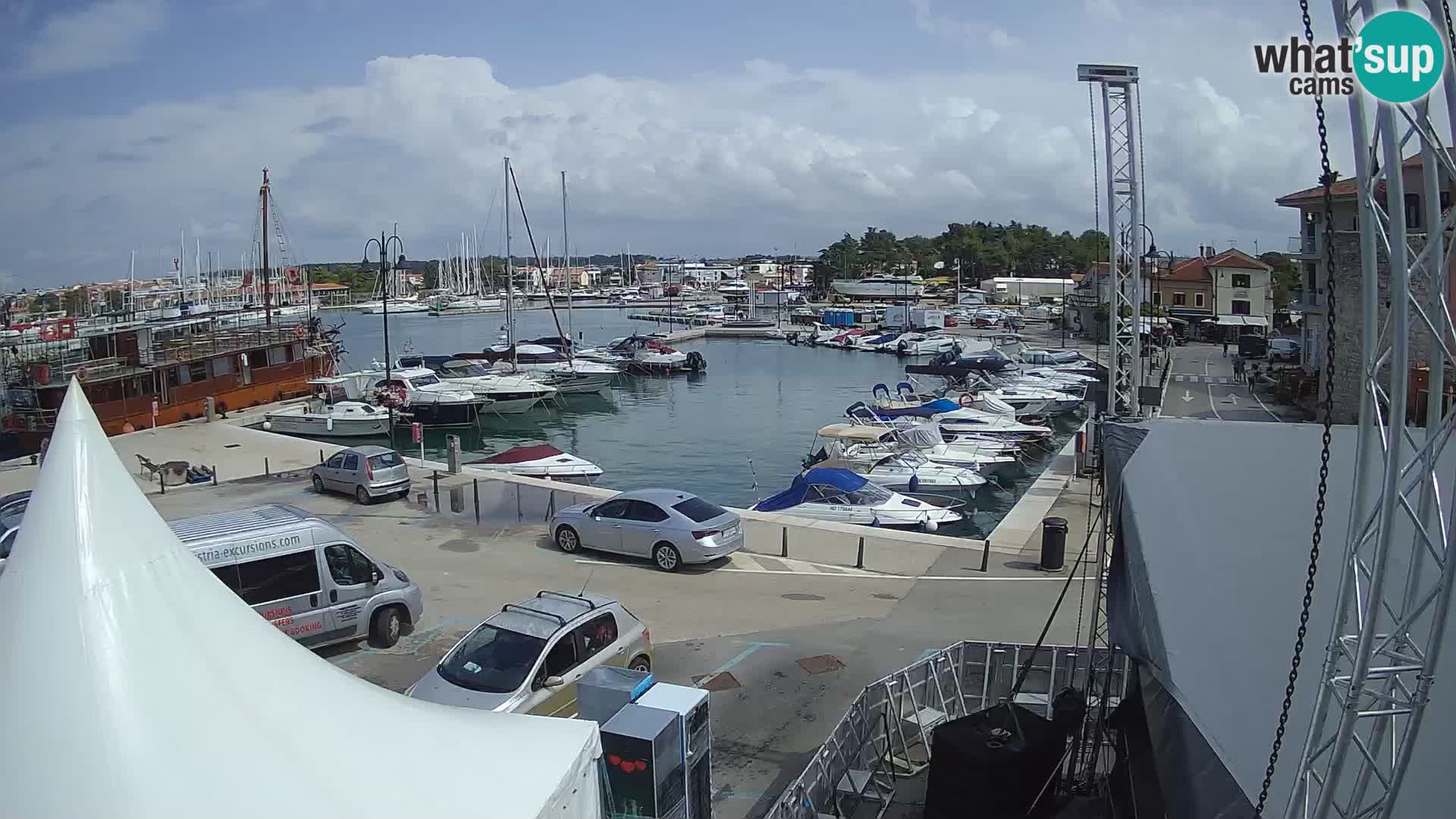 Novigrad | Porporela marina