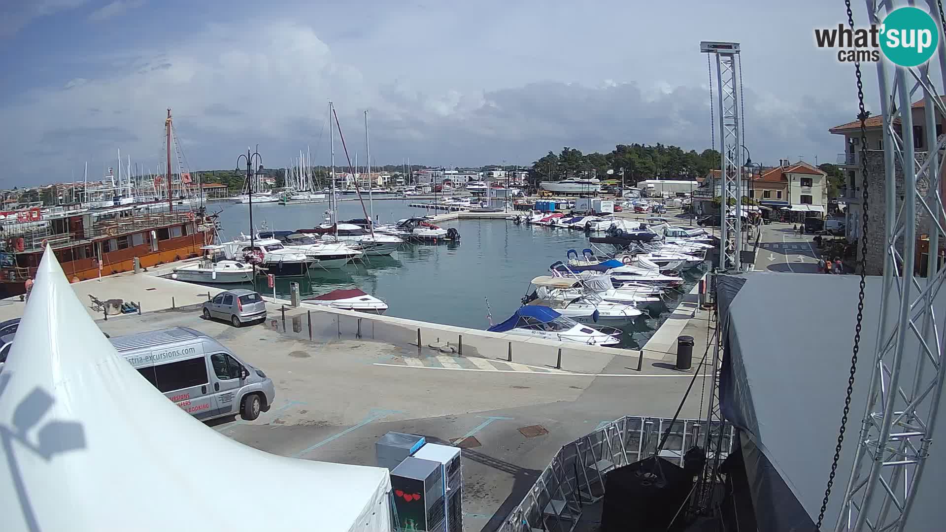 Novigrad | Porporela marina