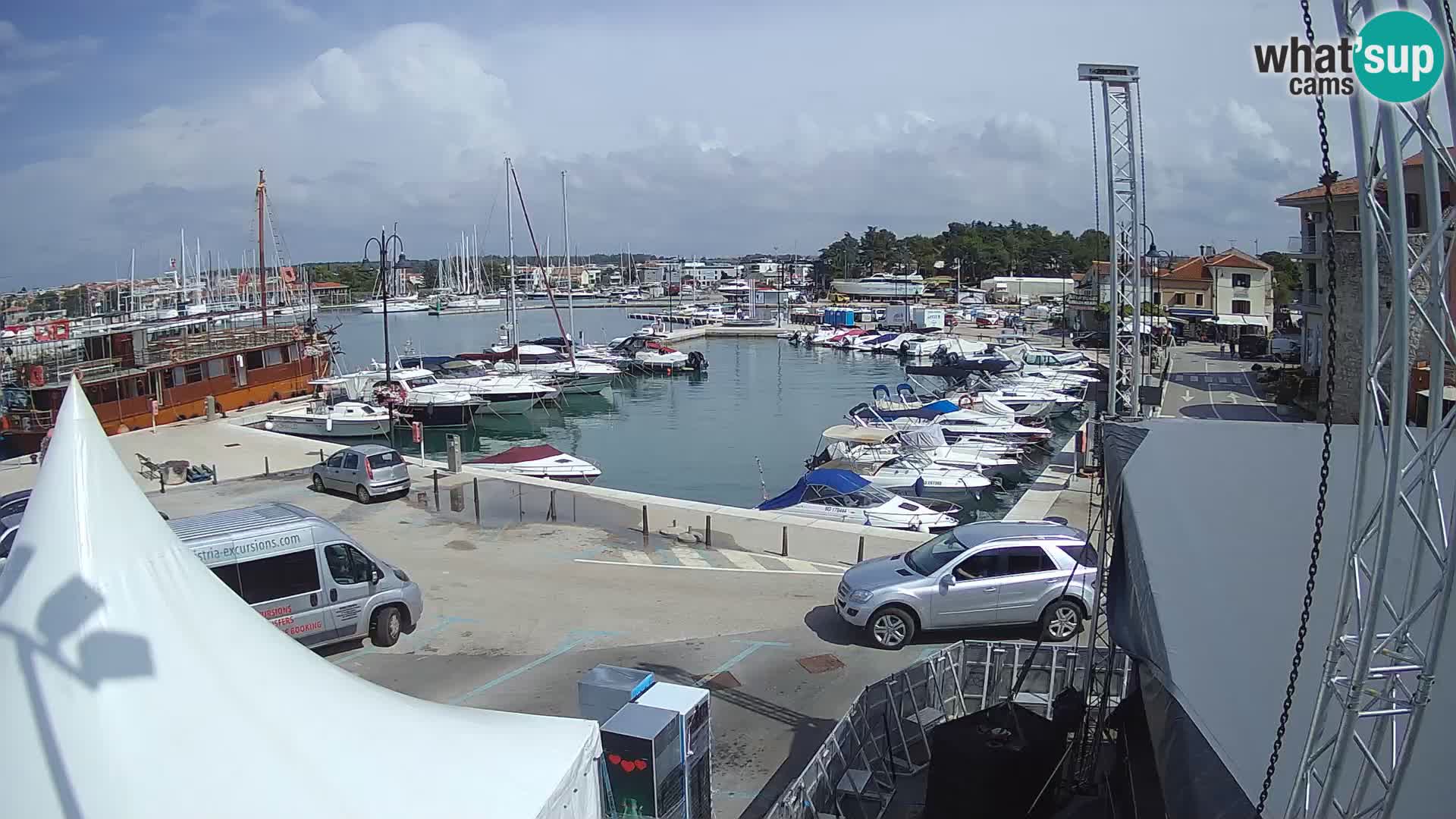 Novigrad | Porporela marina