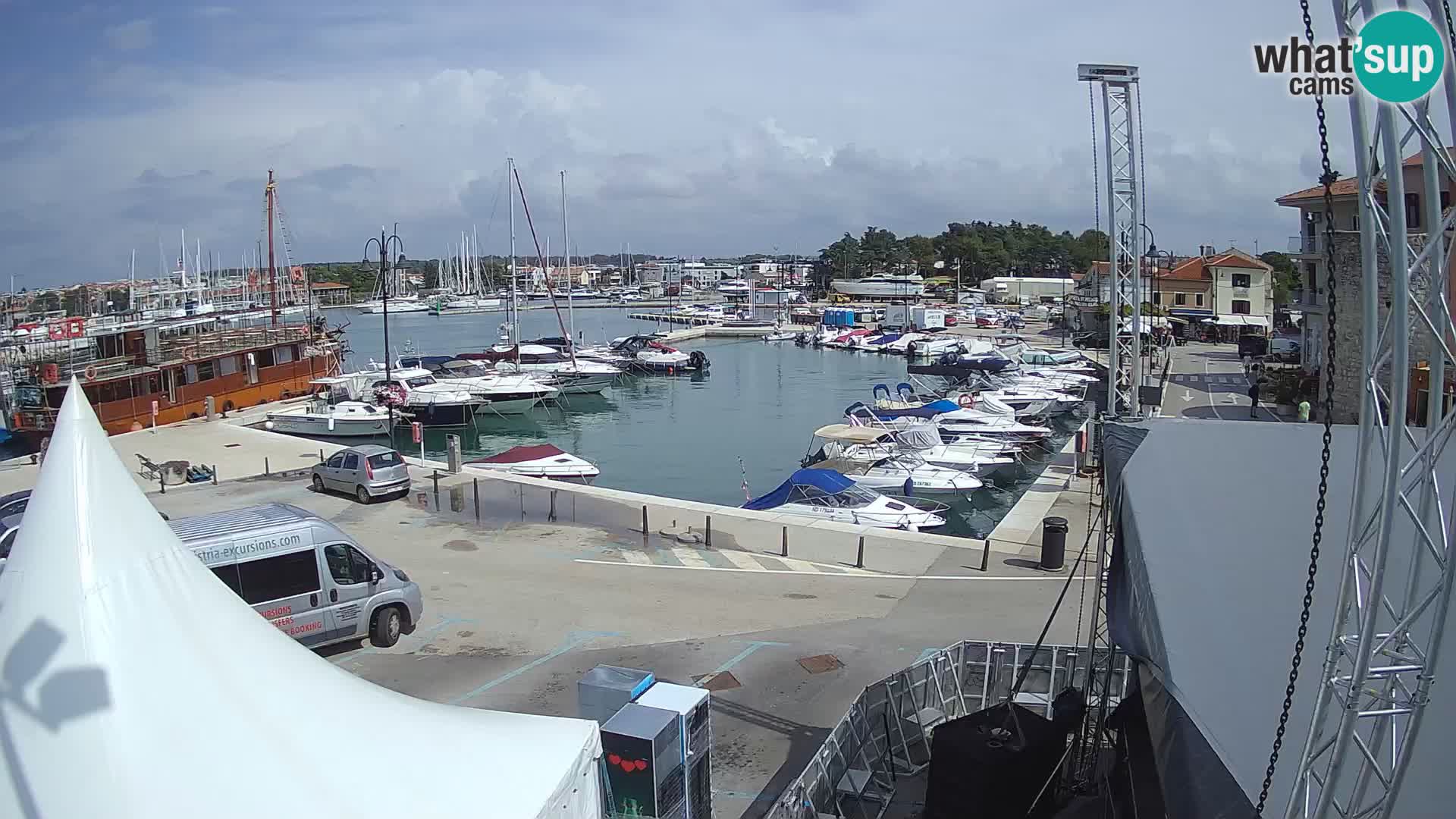 Novigrad | Porporela marina
