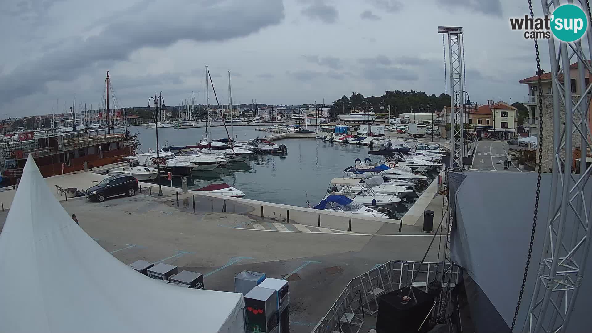 Novigrad | Porporela marina