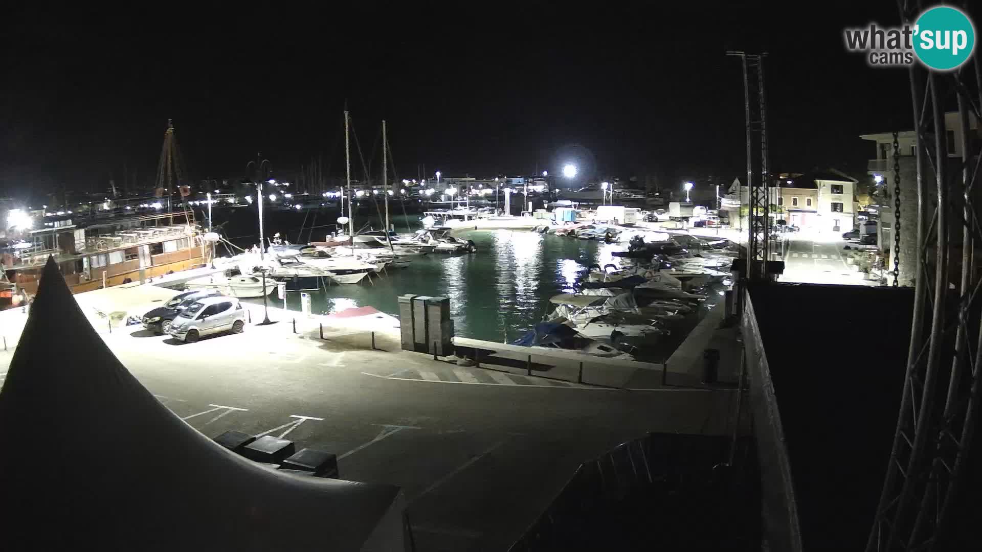 Novigrad | Porporela marina