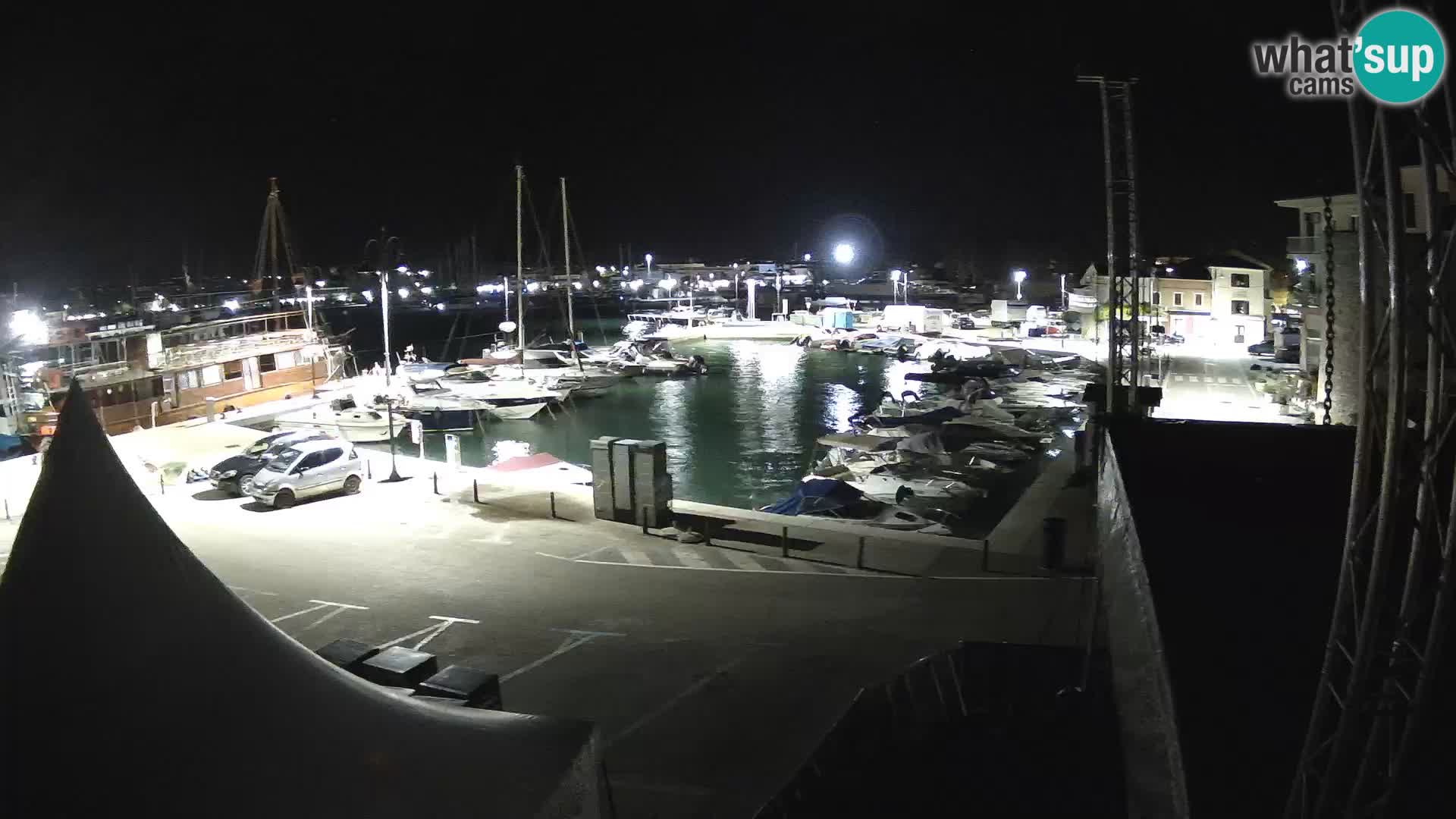 Novigrad | Porporela marina
