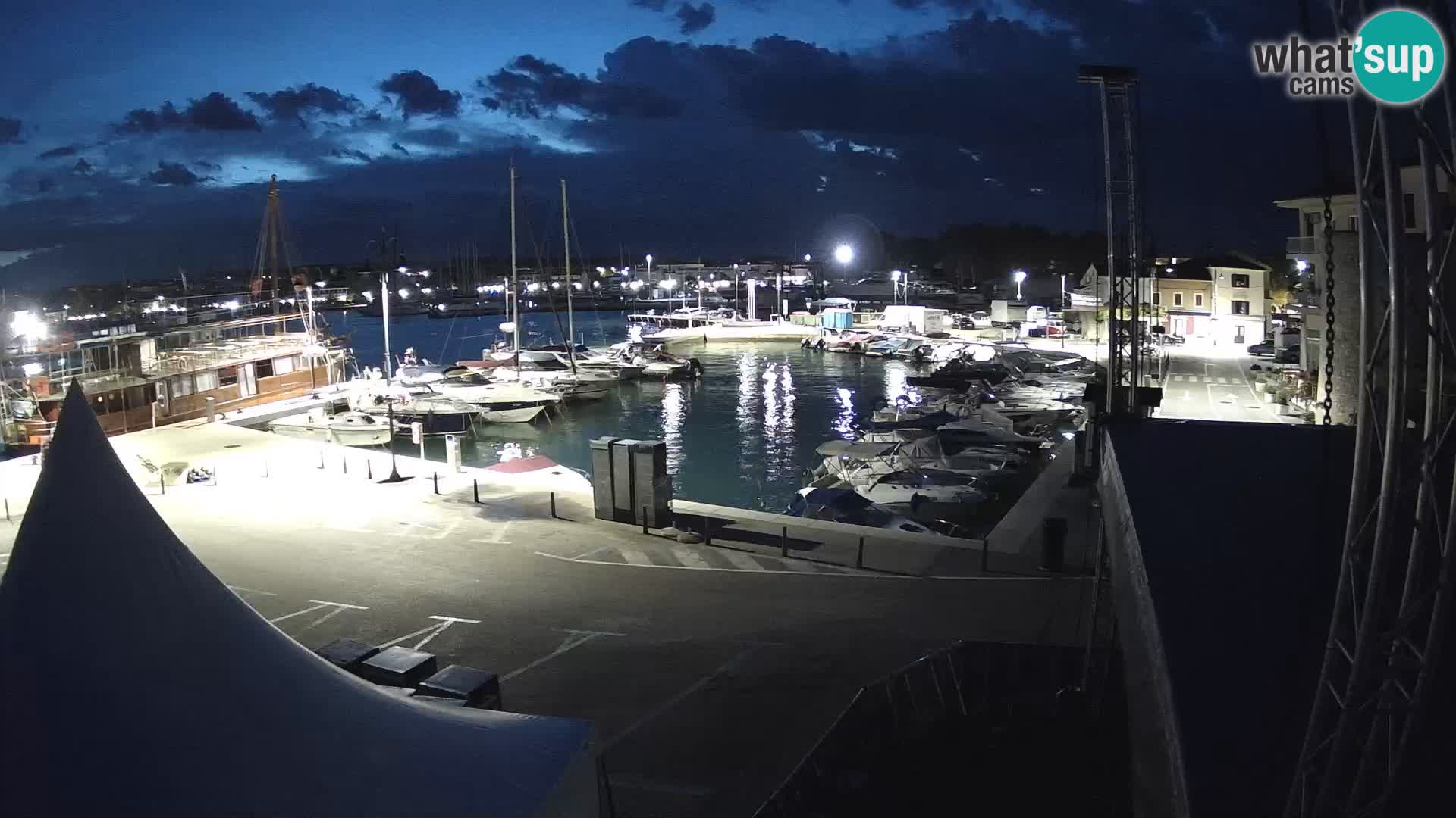 Novigrad | Porporela marina