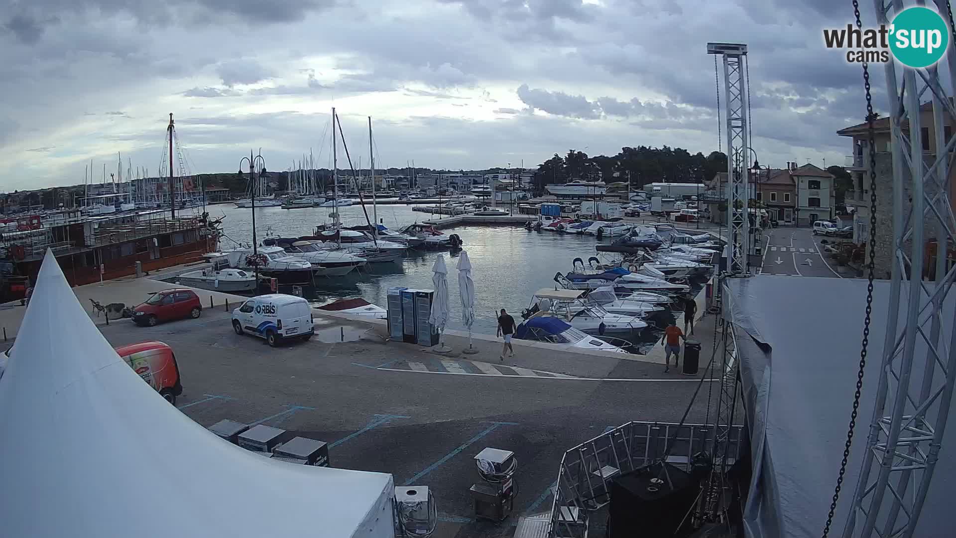Novigrad | Porporela marina