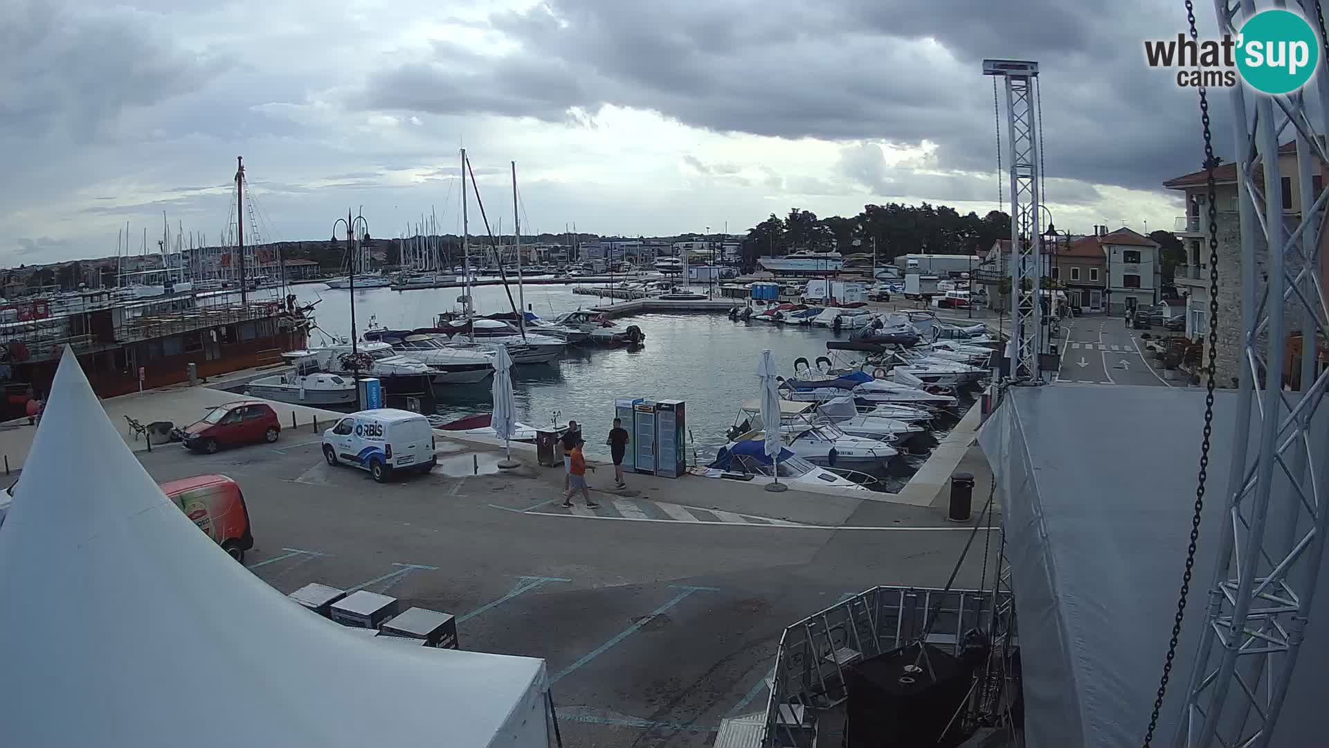 Novigrad | Porporela marina