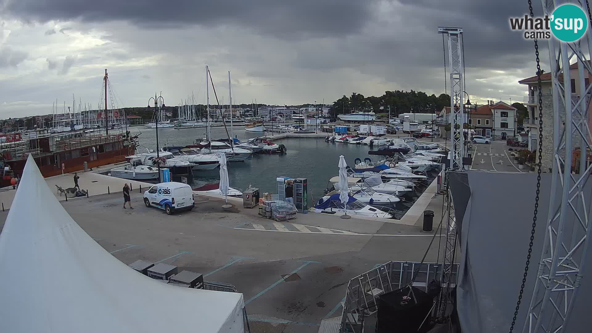 Novigrad | Porporela marina