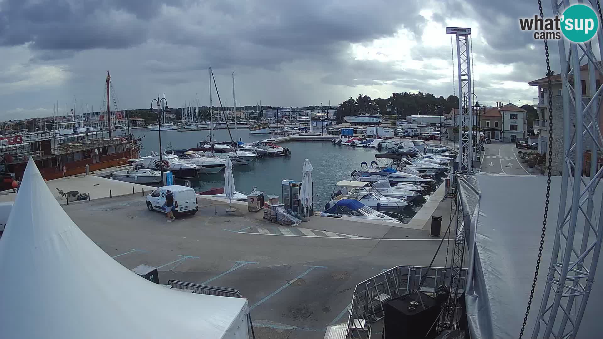 Novigrad | Porporela marina