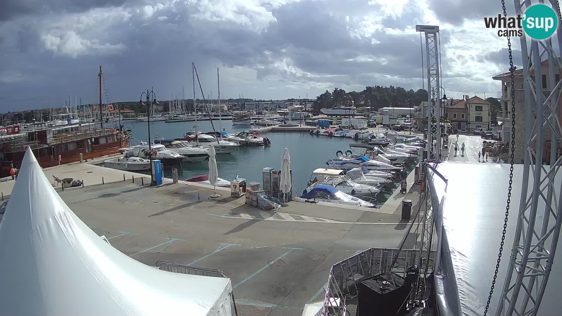 Novigrad | Porporela marina