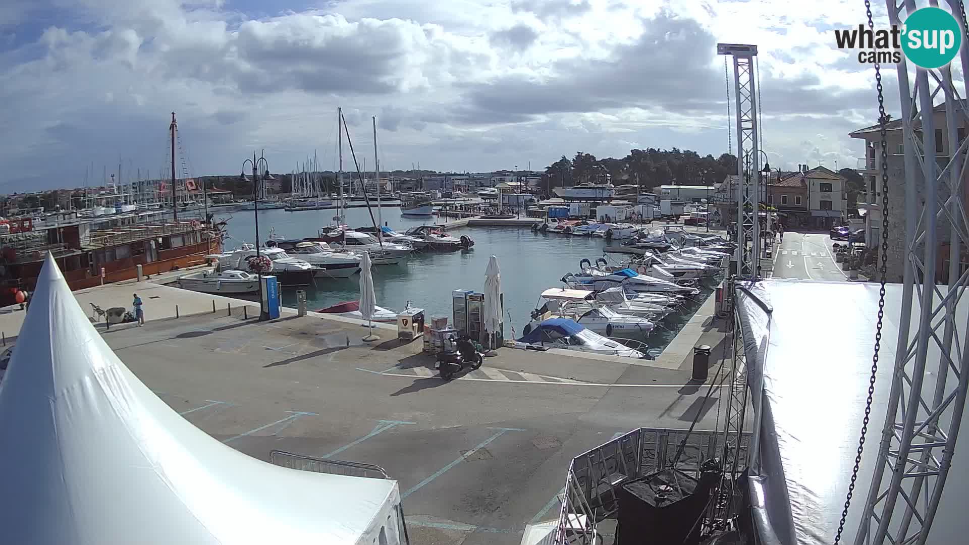Novigrad | Porporela marina