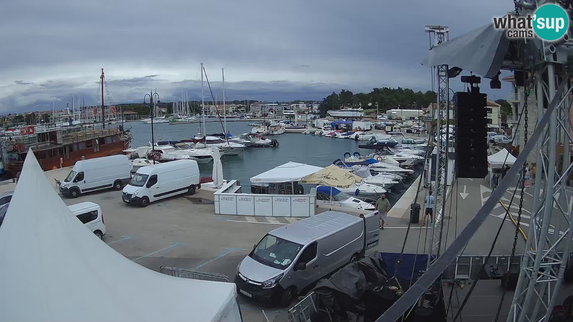 Novigrad | Porporela marina