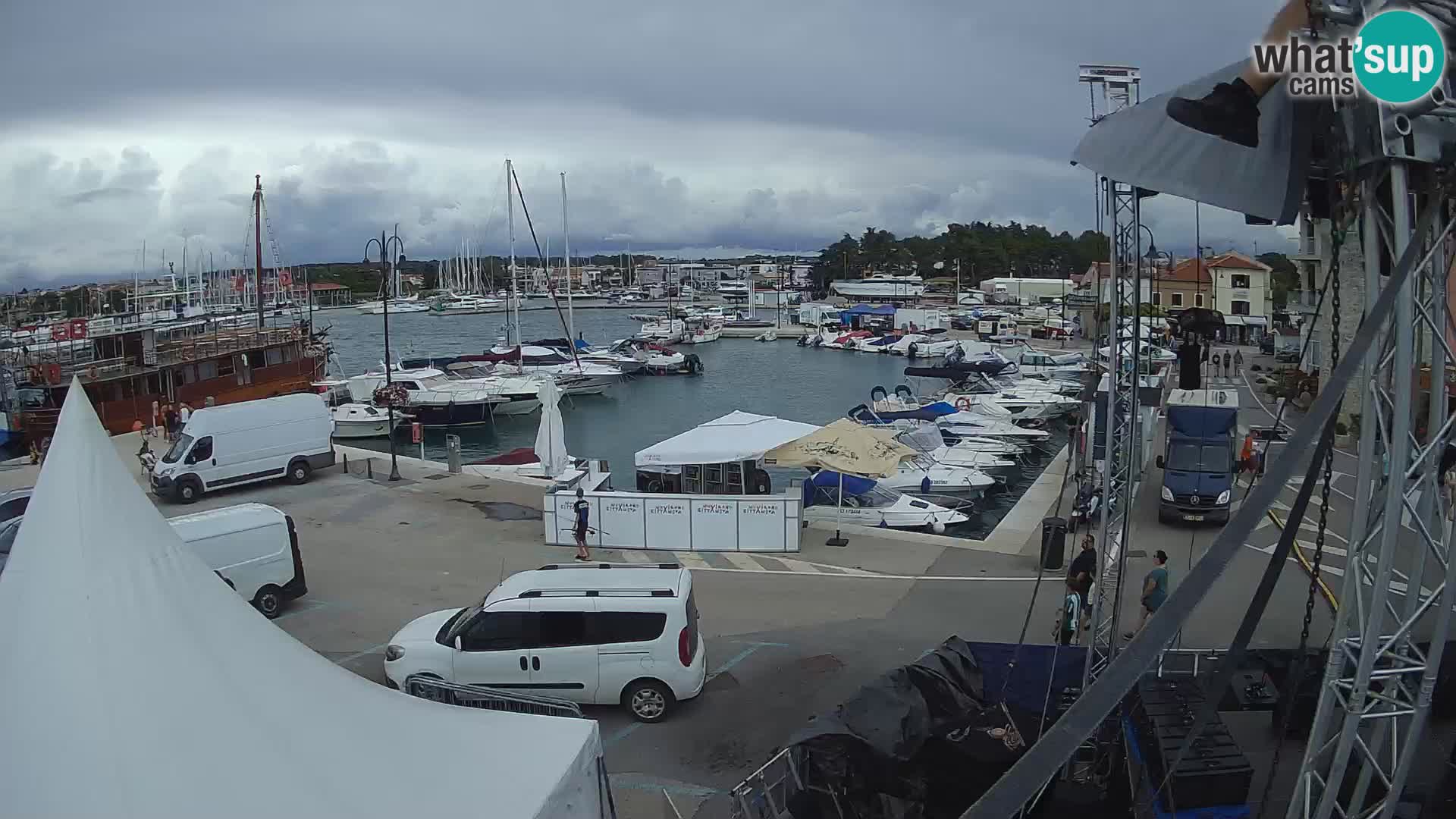 Novigrad | Porporela marina