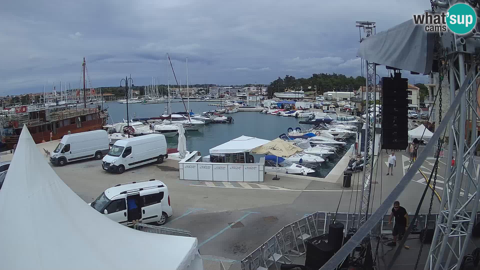 Novigrad | Porporela marina