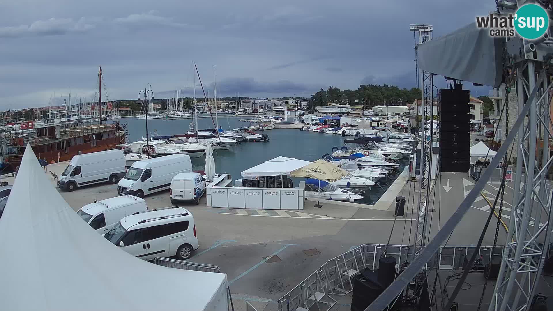 Novigrad | Porporela marina