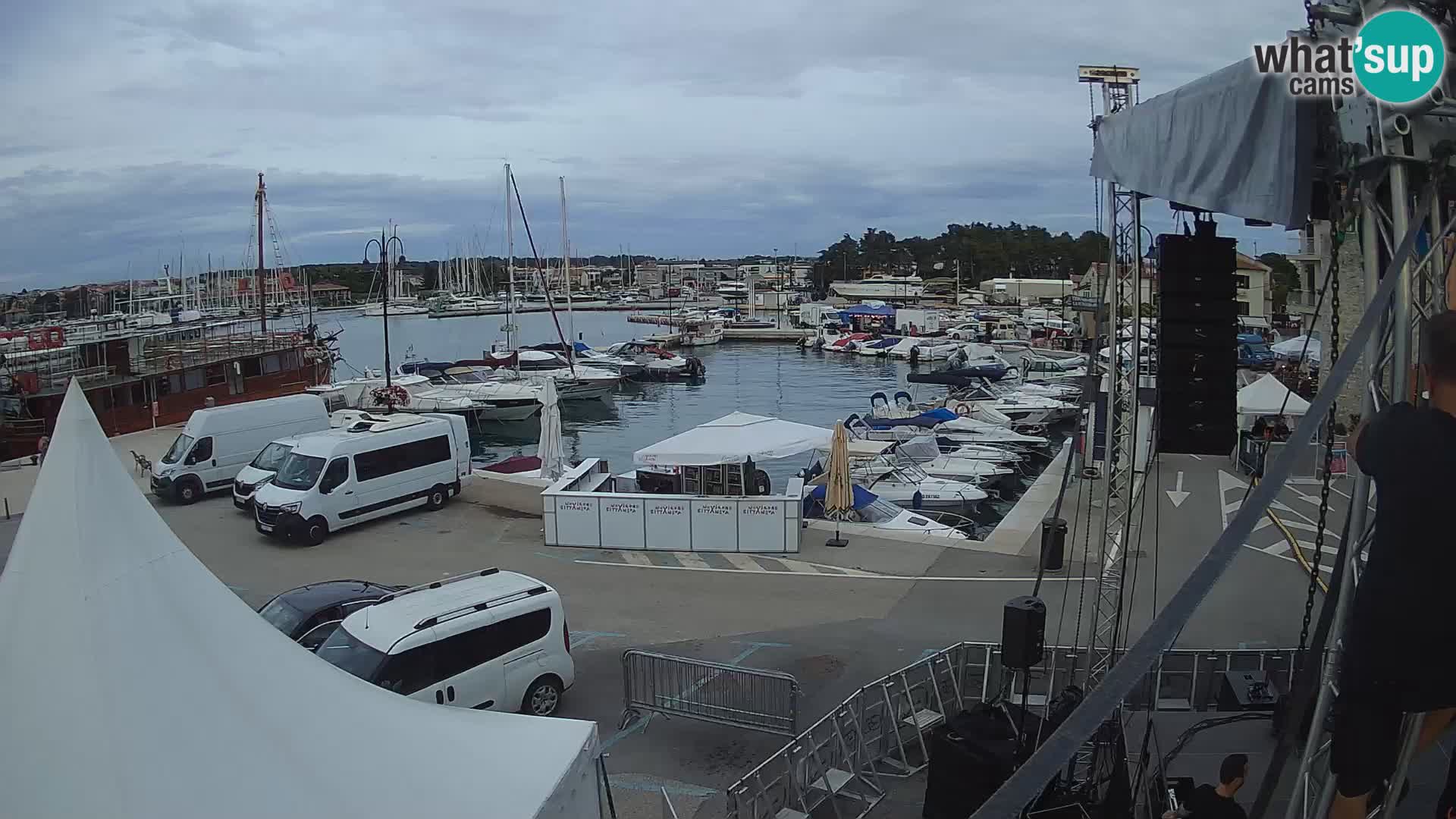 Novigrad | Porporela marina