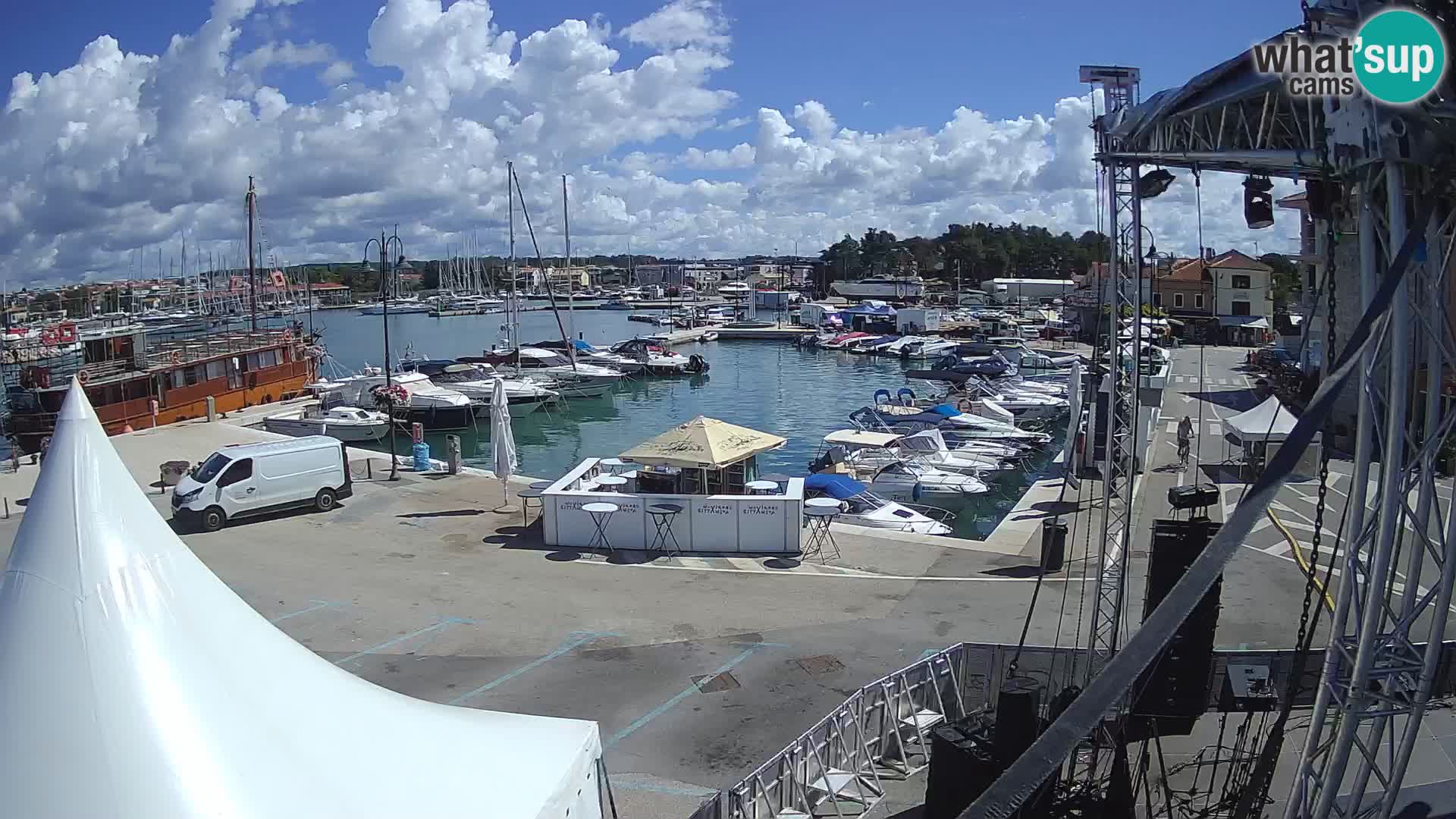 Novigrad | Porporela marina
