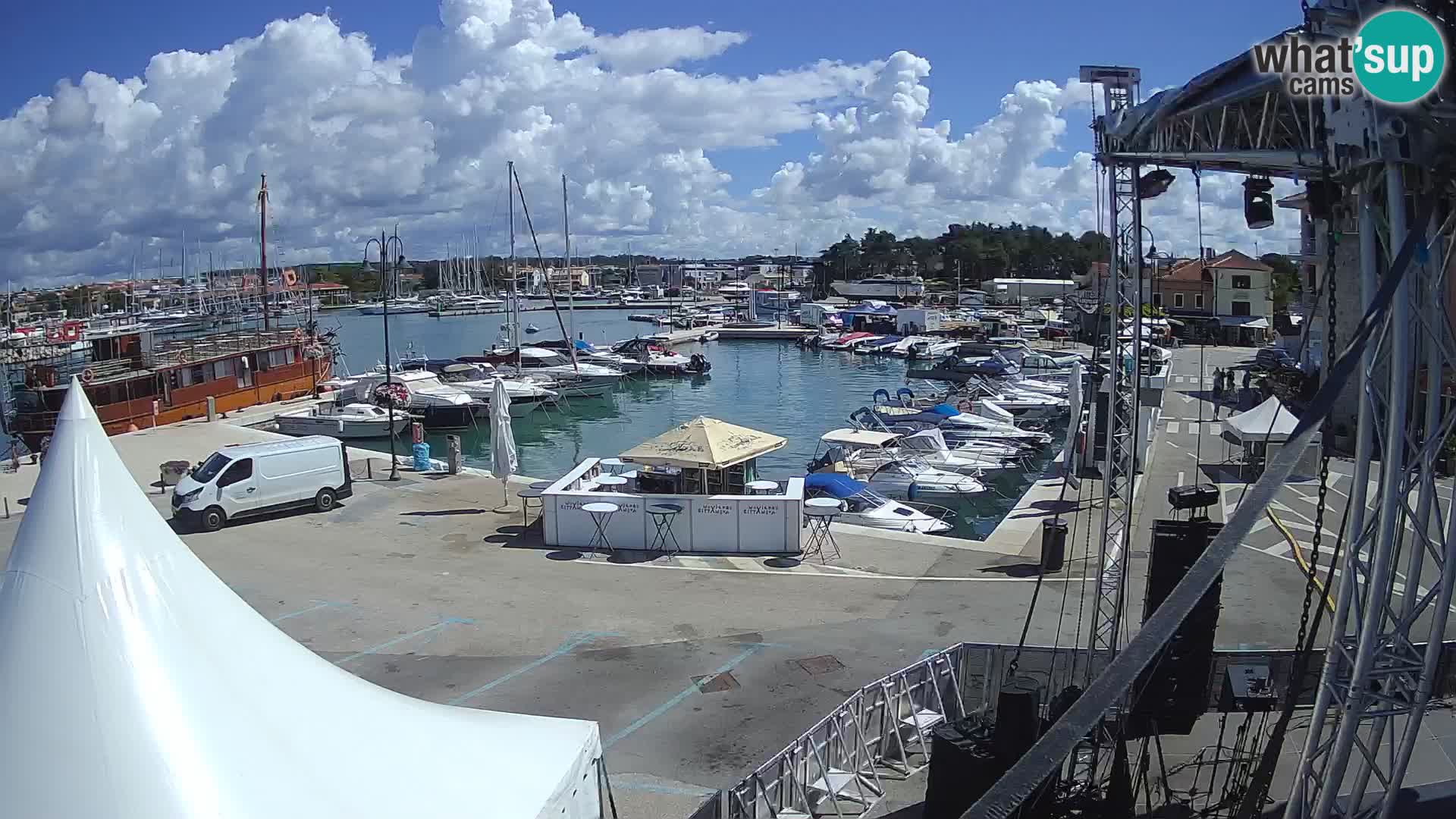 Novigrad | Porporela marina