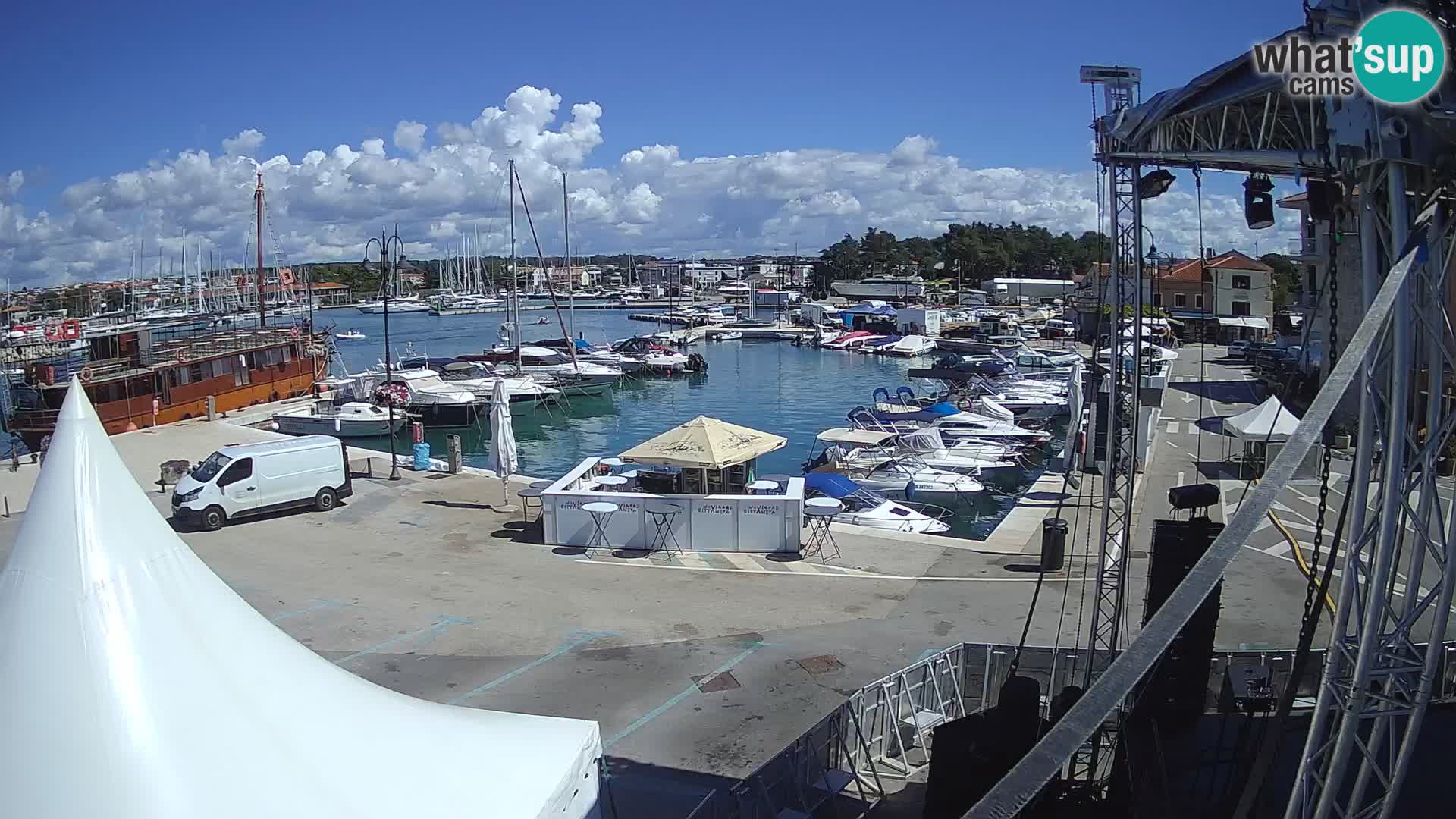 Novigrad | Porporela marina