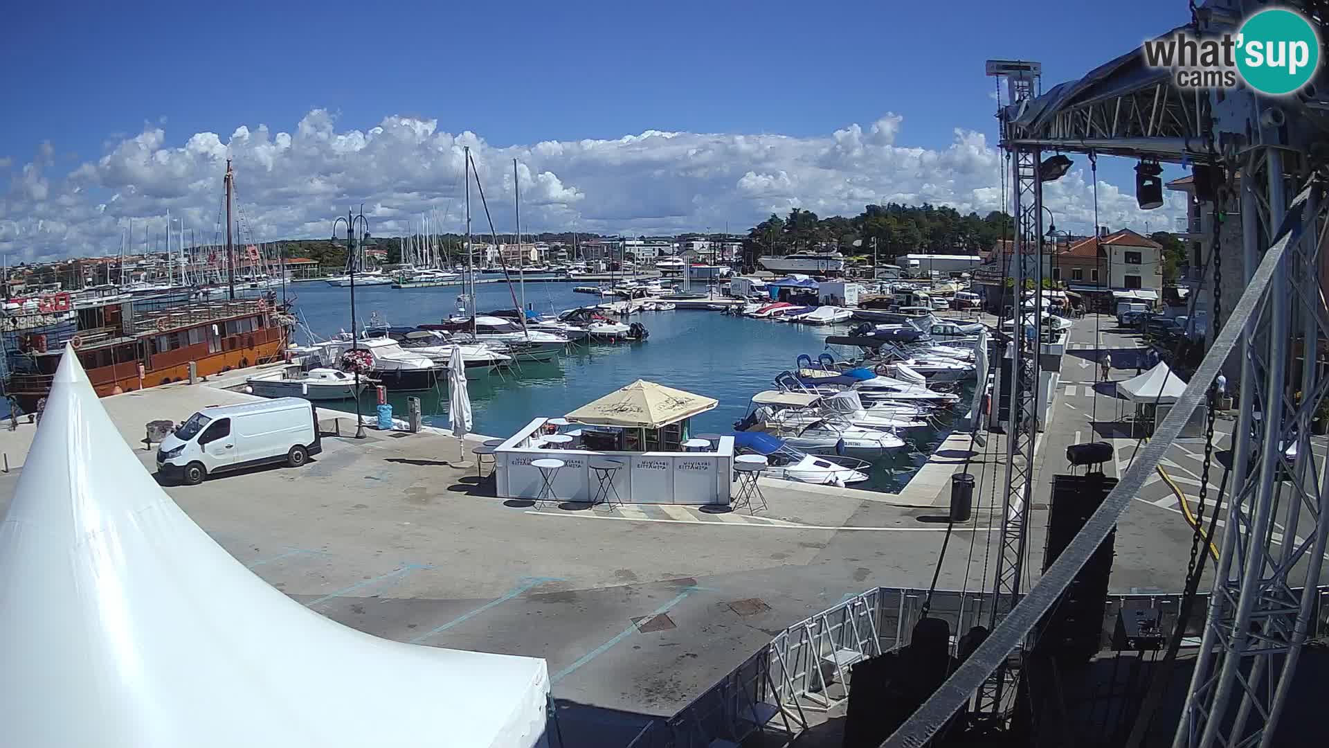 Novigrad | Porporela marina