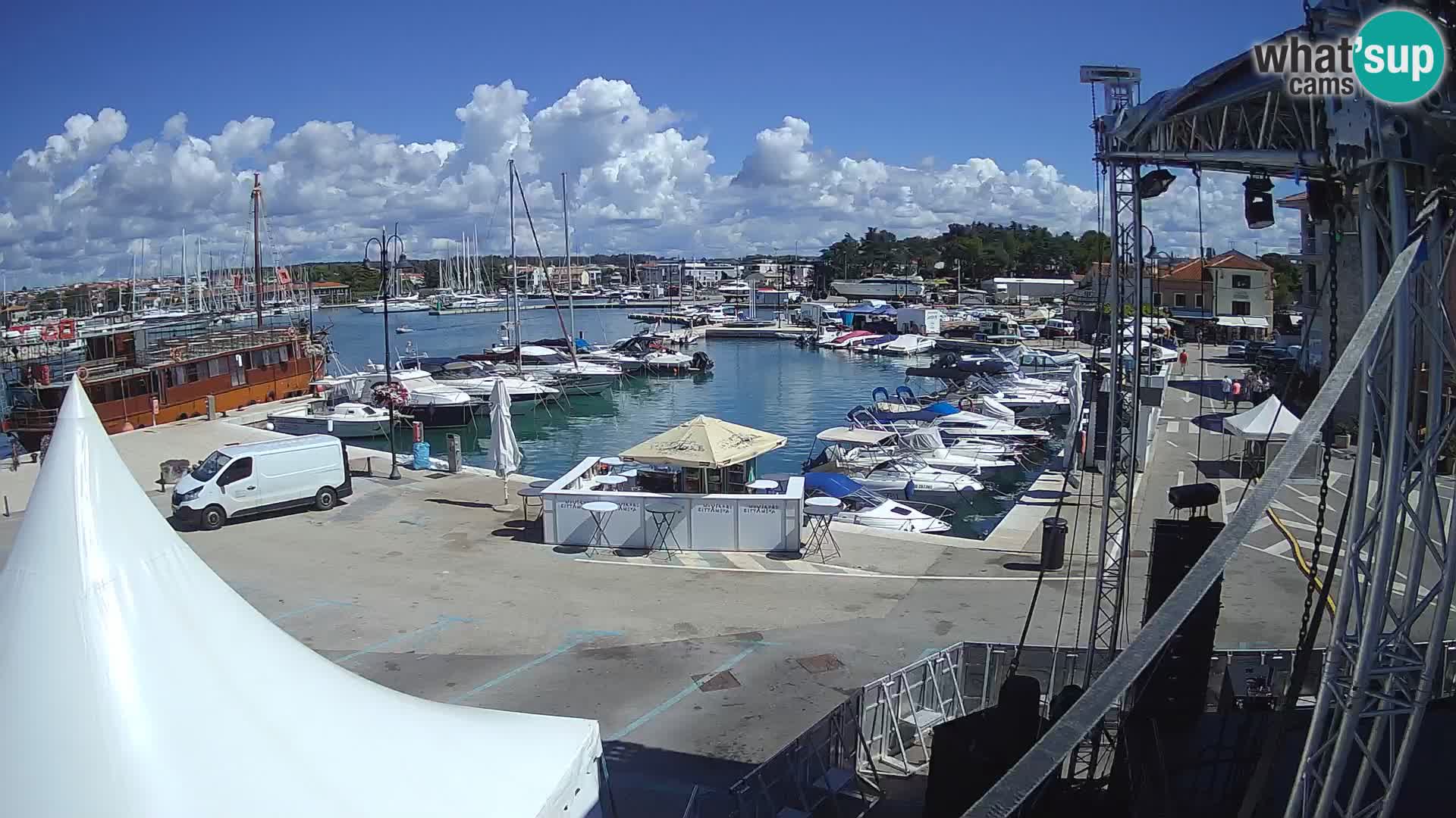 Novigrad | Porporela marina