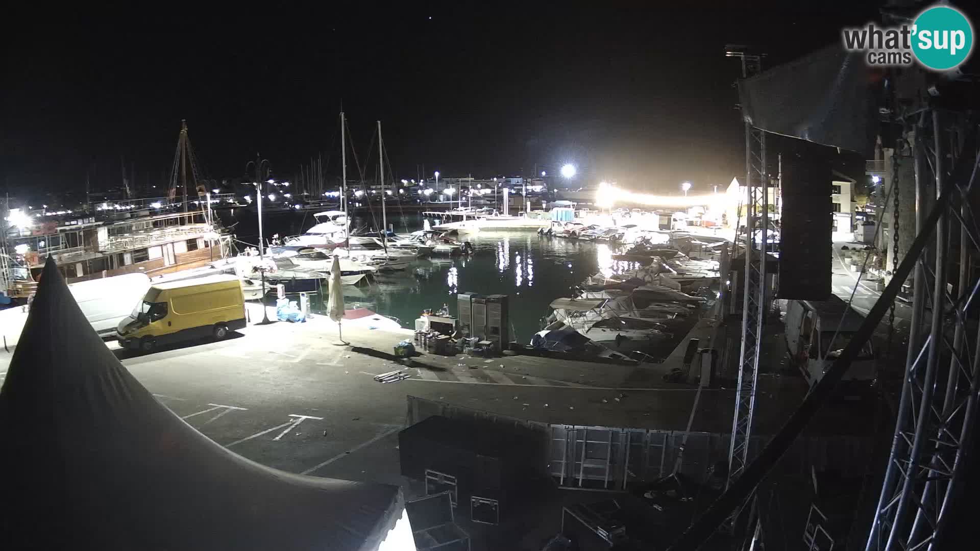 Novigrad | Porporela marina