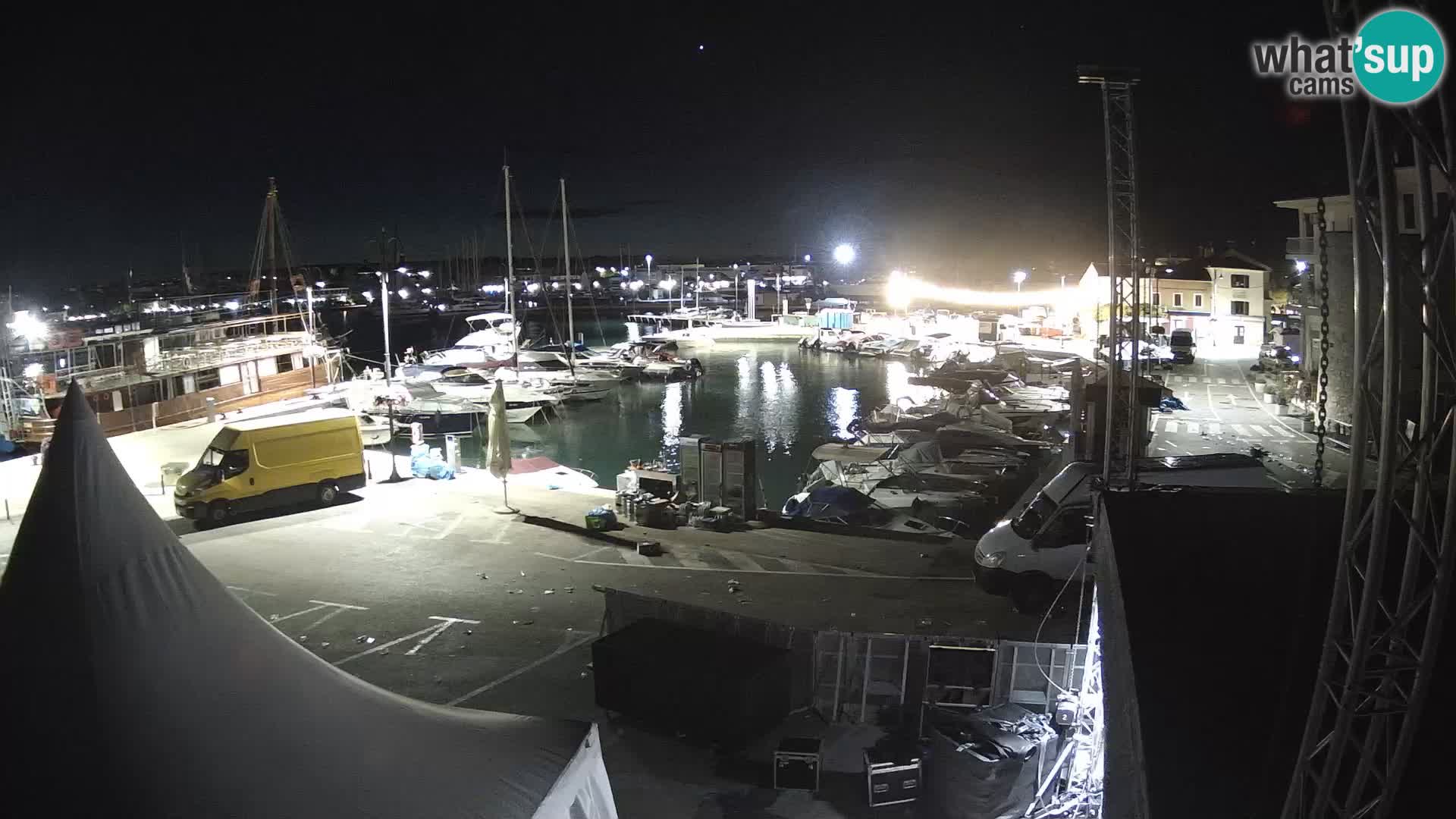 Novigrad | Porporela marina
