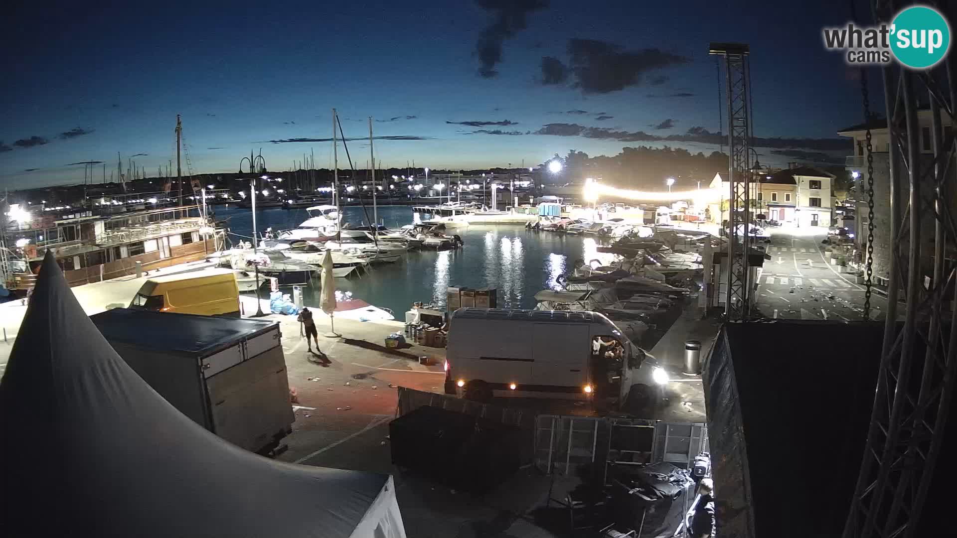 Novigrad | Porporela marina