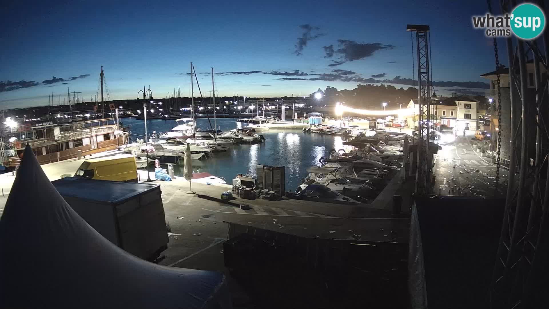 Novigrad | Porporela marina