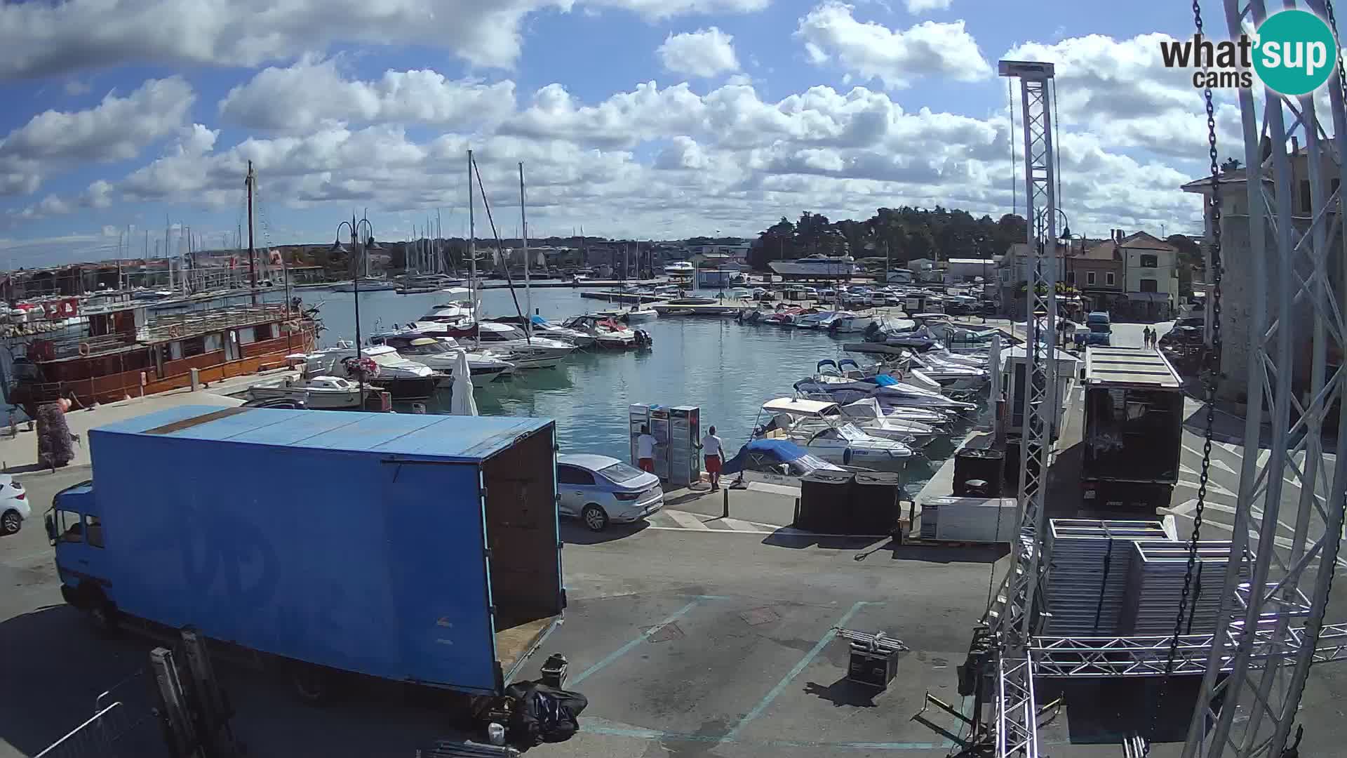 Novigrad | Porporela marina