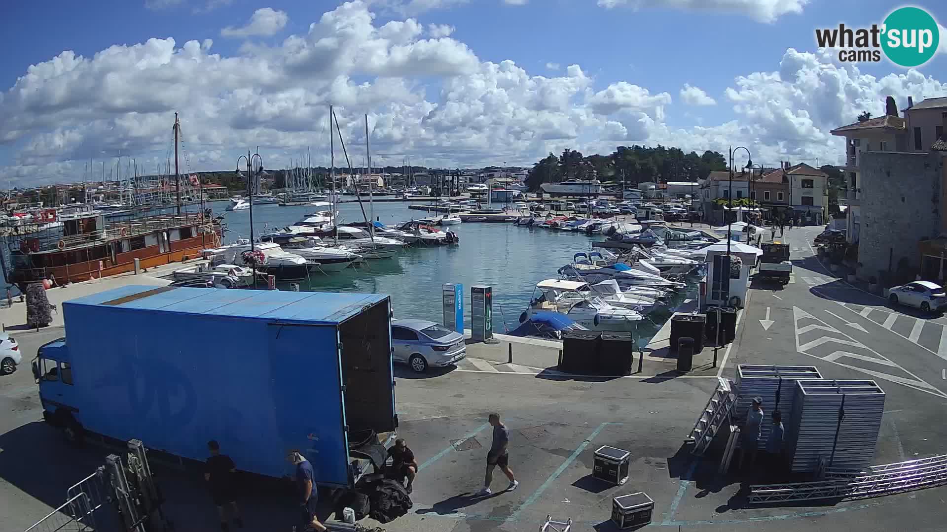 Novigrad | Porporela marina