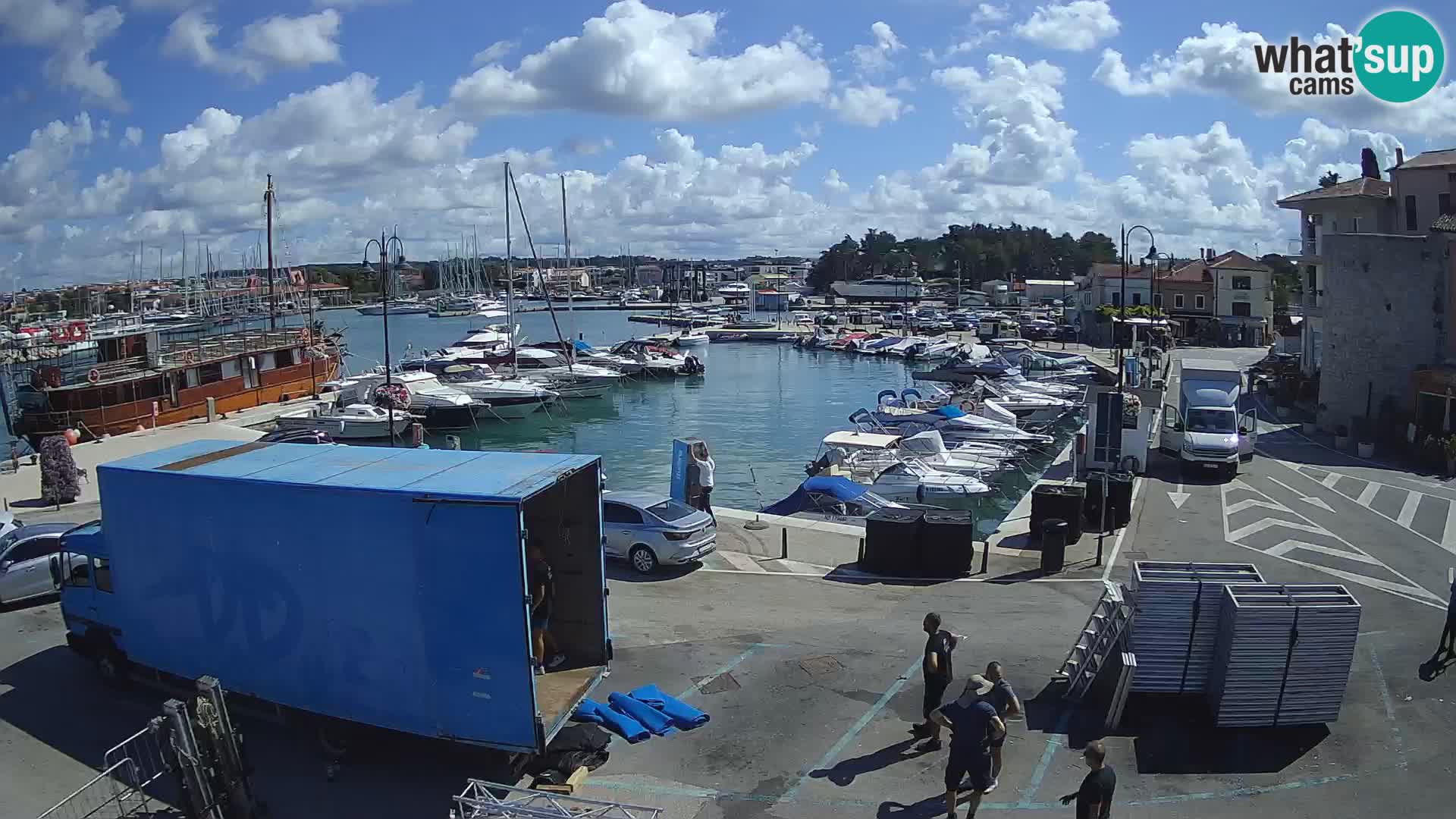 Novigrad | Porporela marina