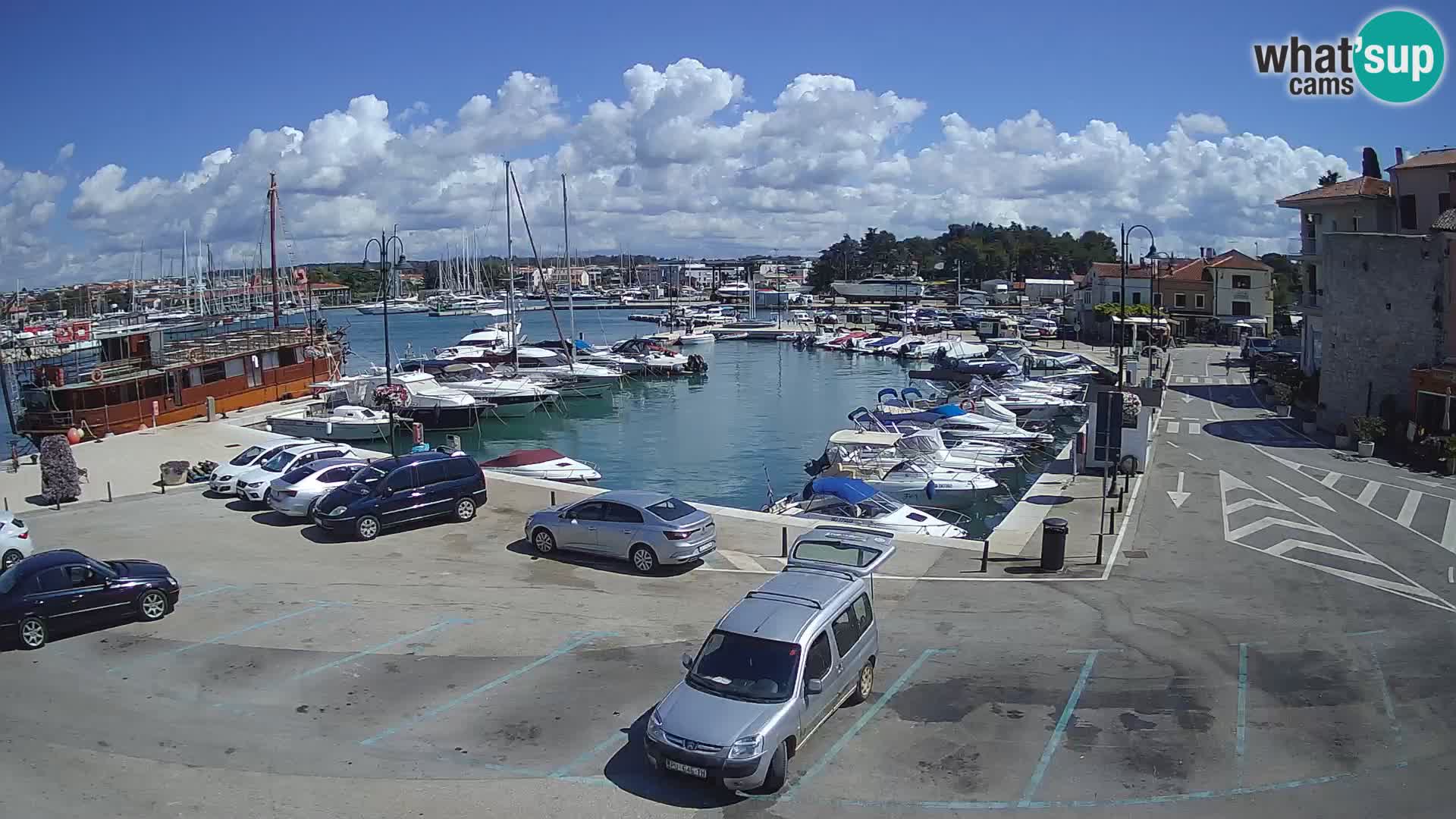 Novigrad | Porporela marina