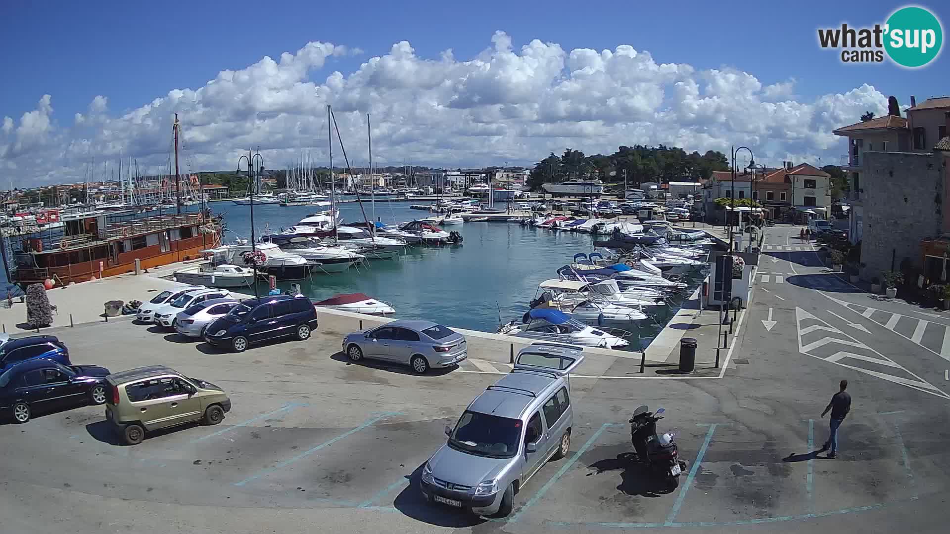 Novigrad | Porporela marina
