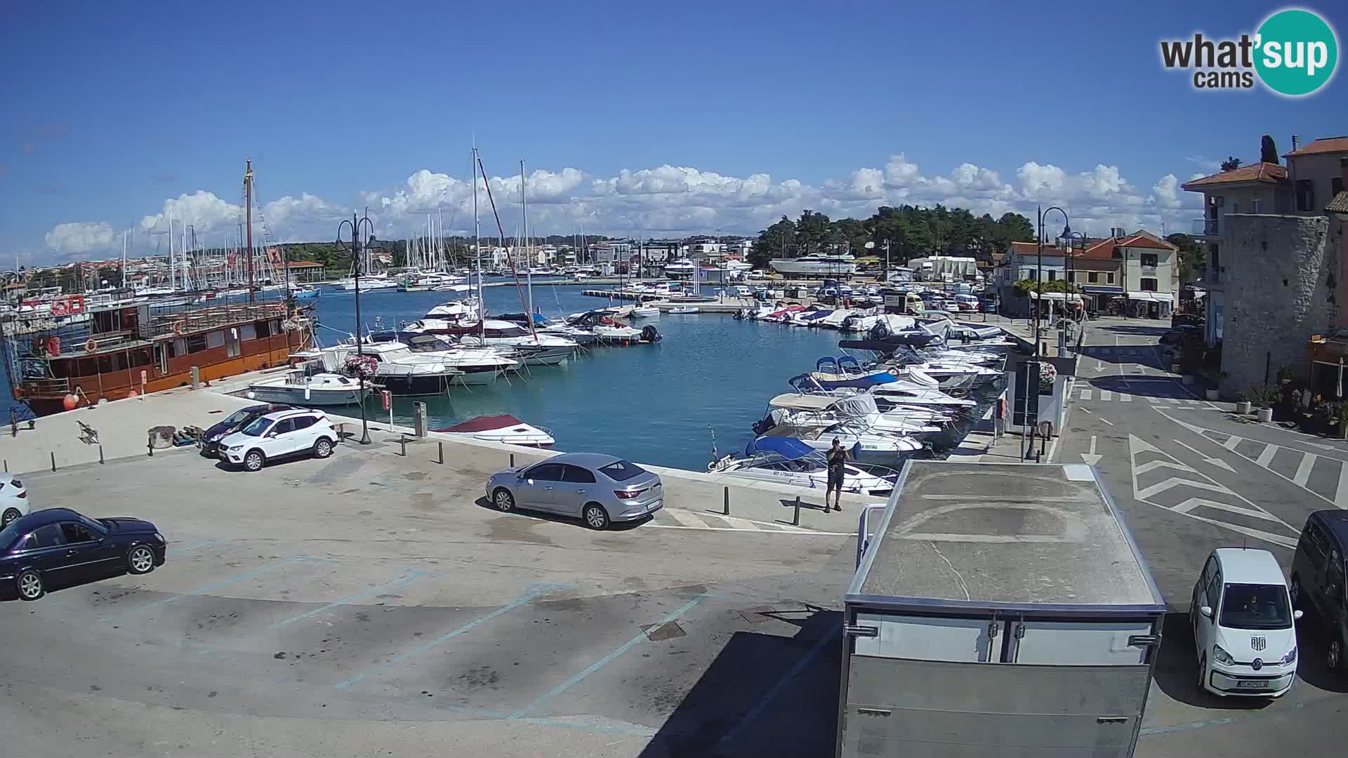 Novigrad | Porporela marina
