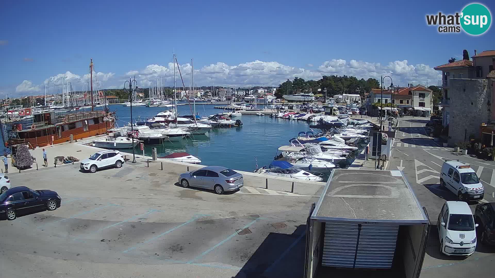 Novigrad | Porporela marina