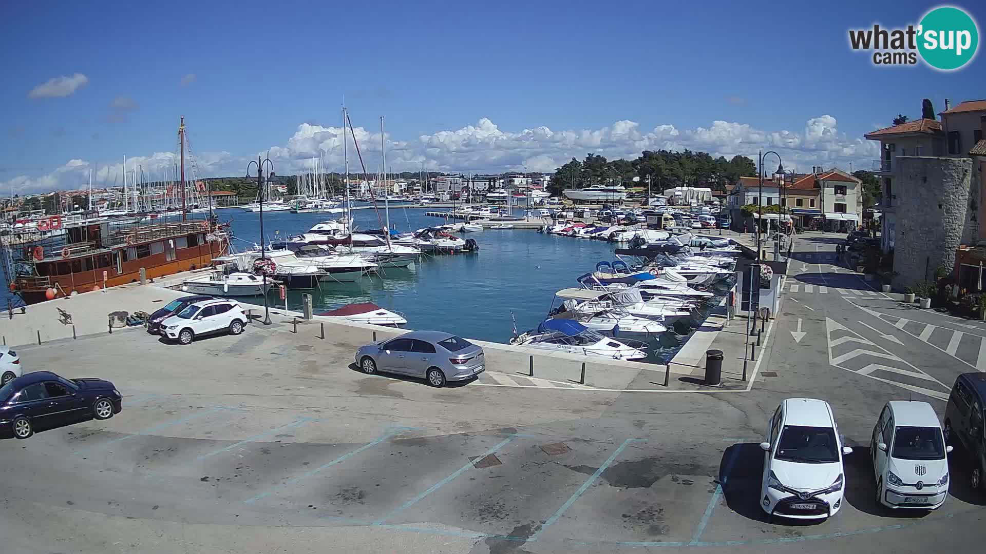 Novigrad | Porporela marina