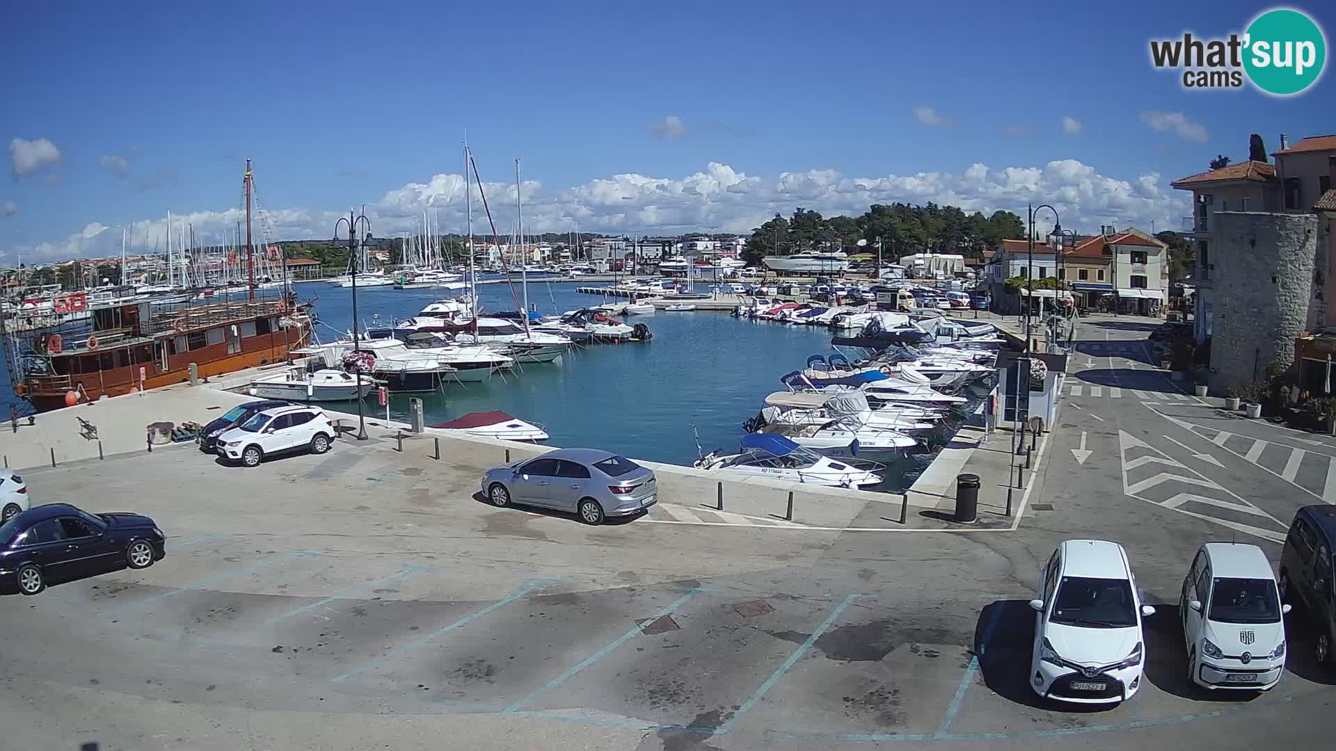 Novigrad | Porporela marina