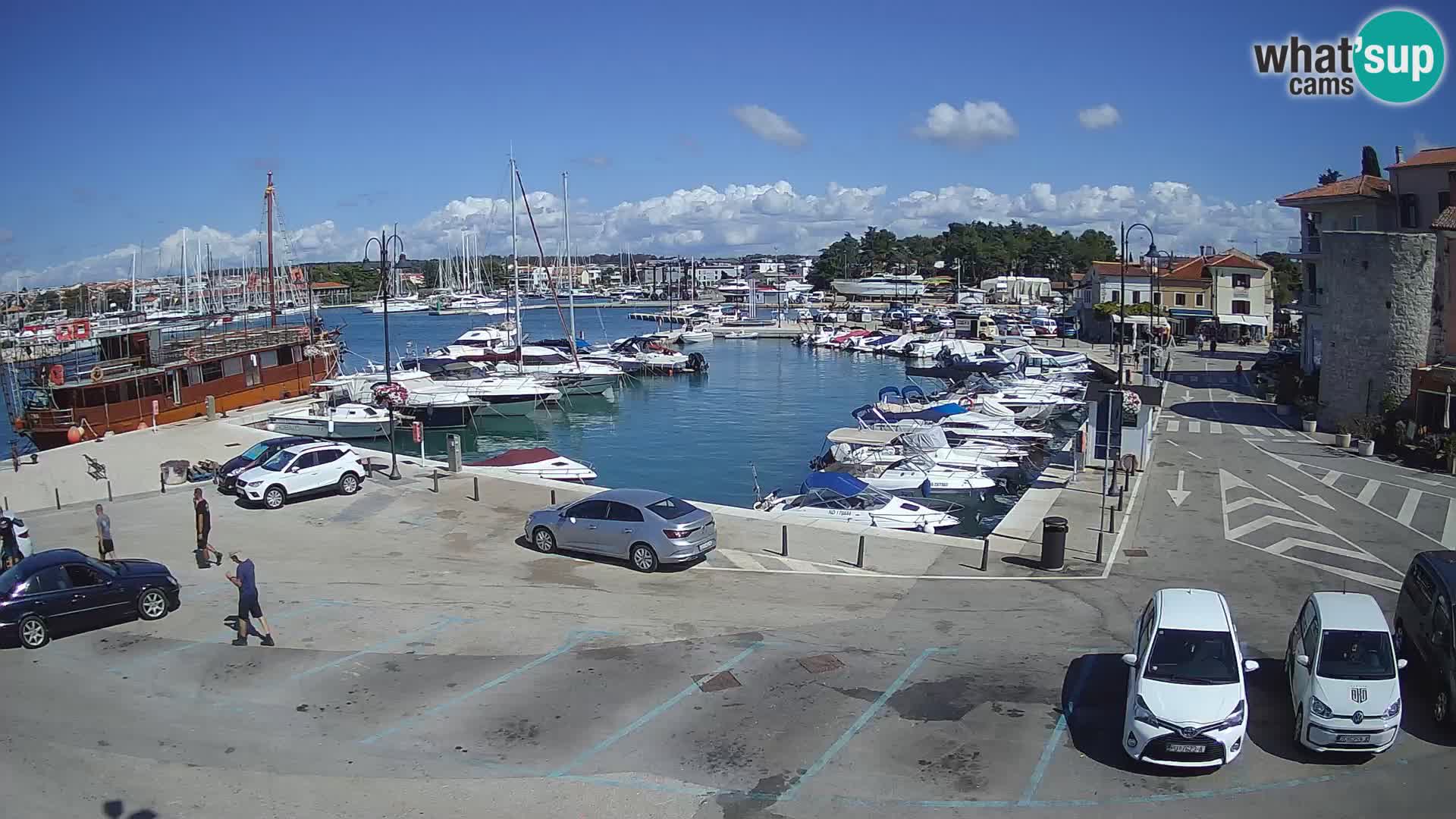 Novigrad | Porporela marina