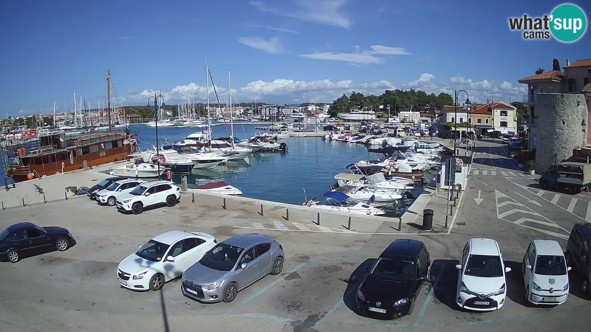 Novigrad | Porporela marina