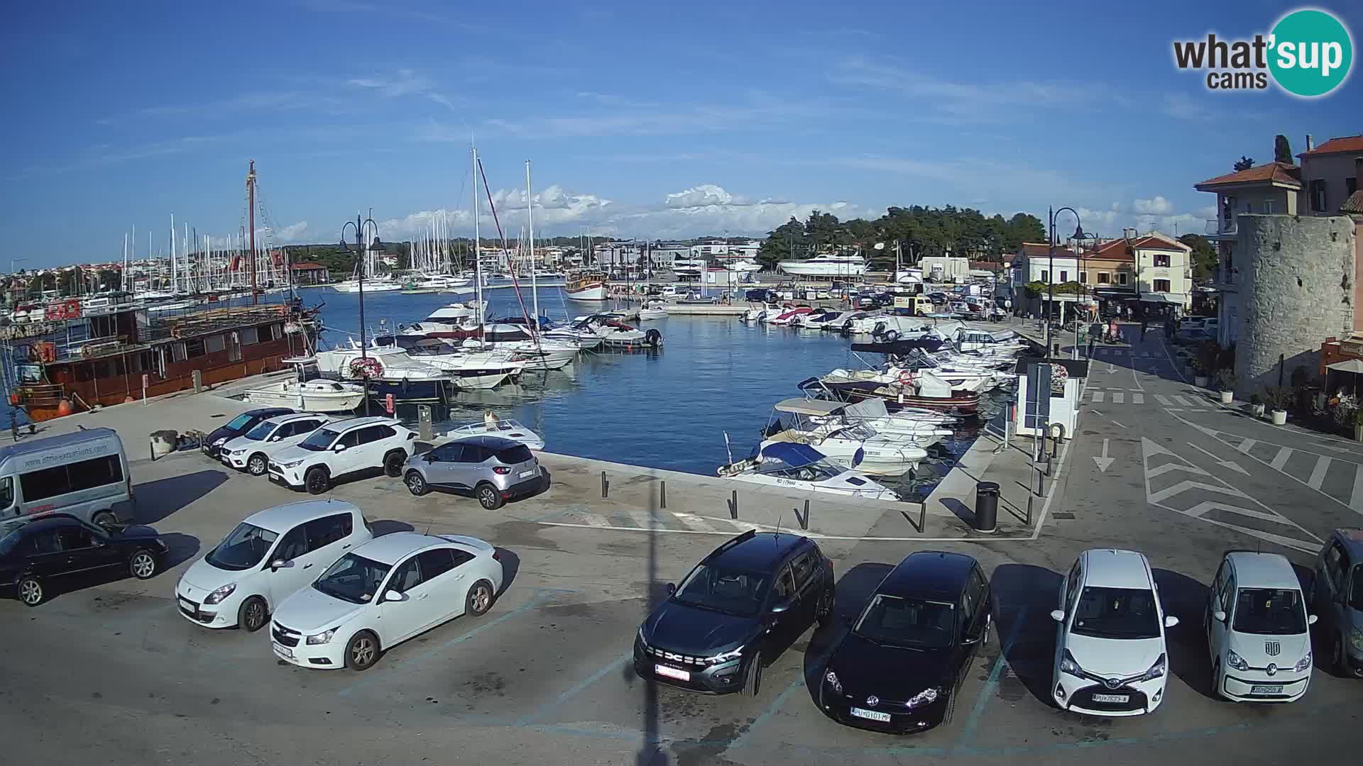 Novigrad | Porporela marina