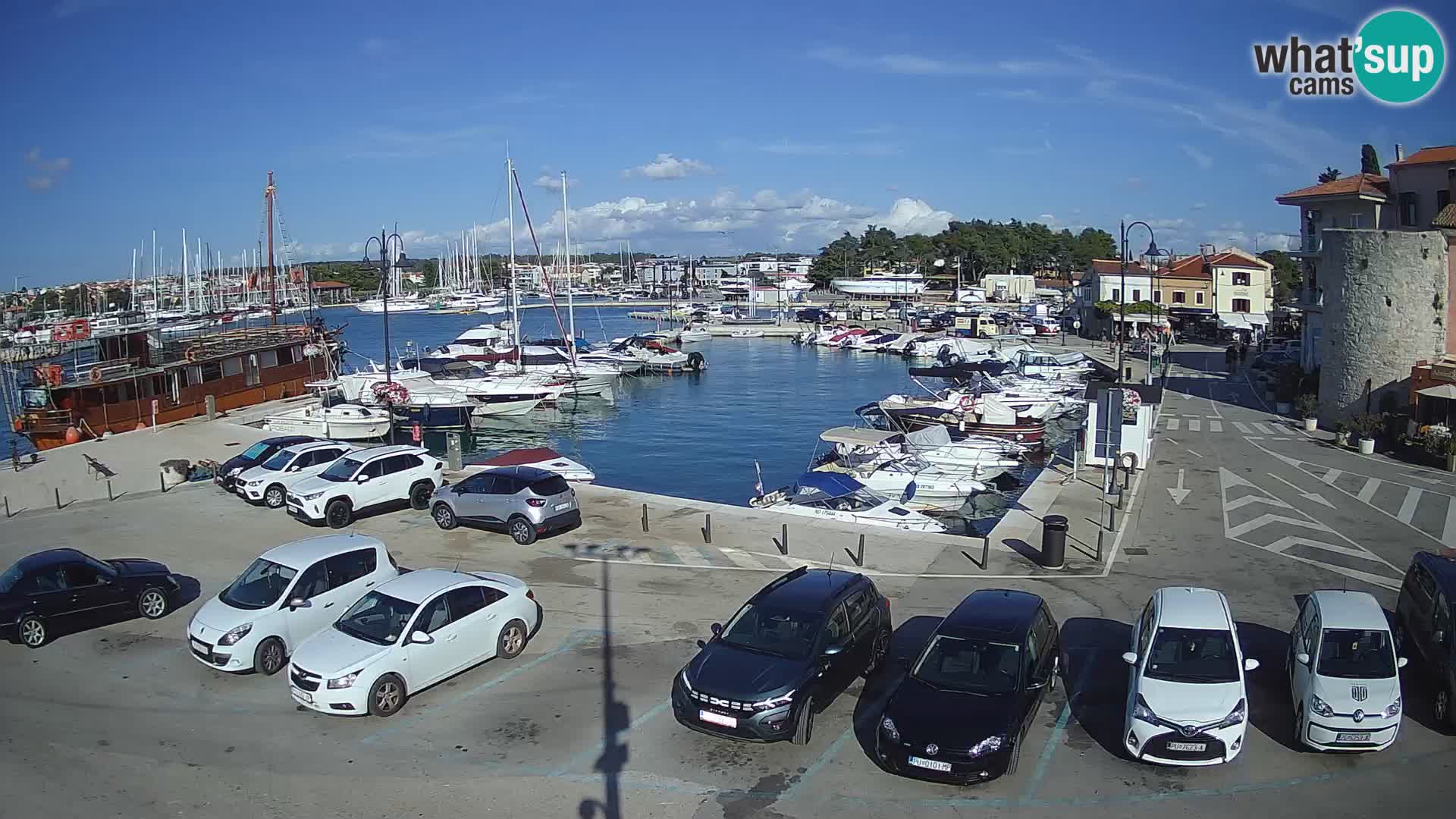 Novigrad | Porporela marina