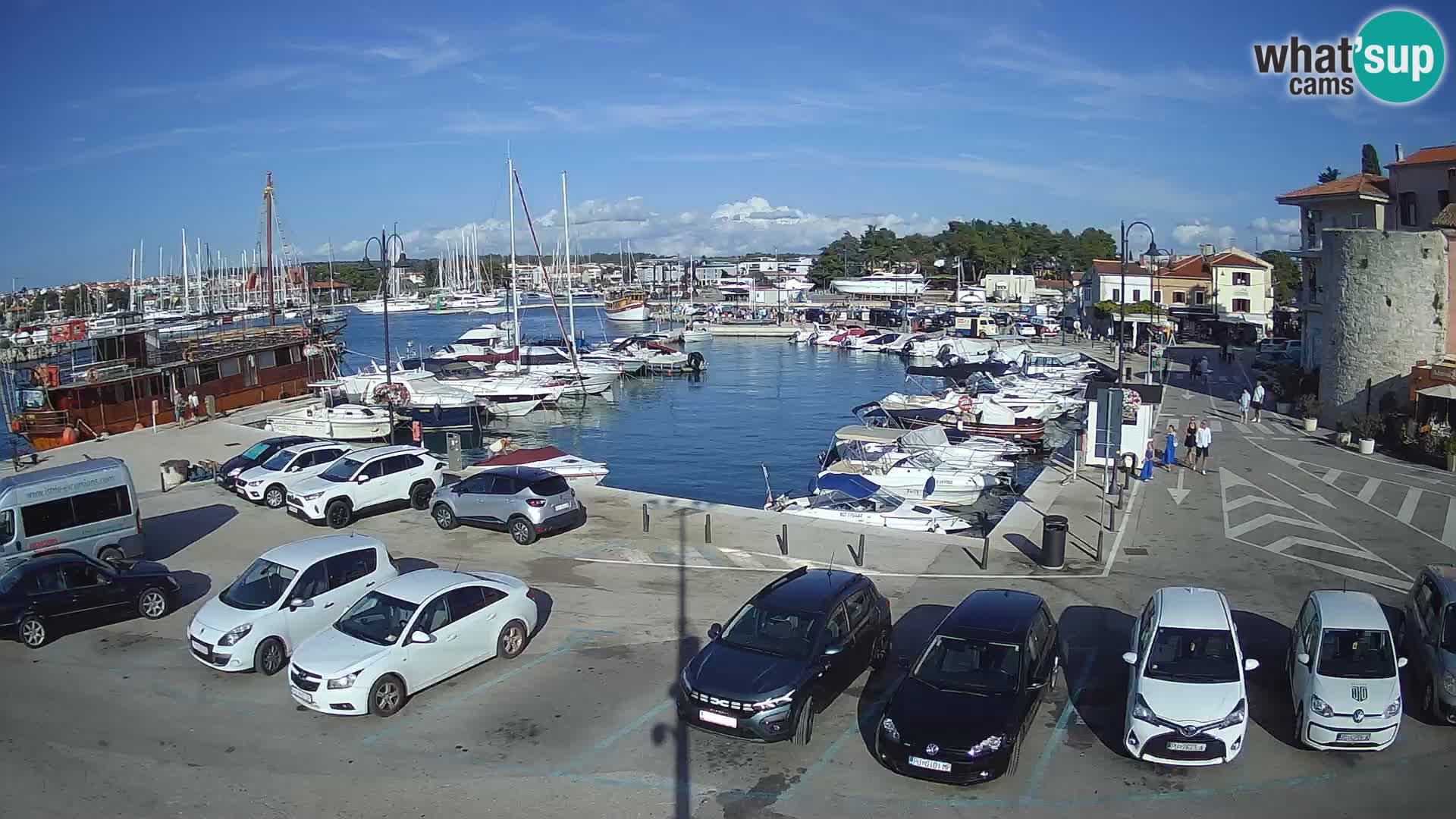 Novigrad | Porporela marina
