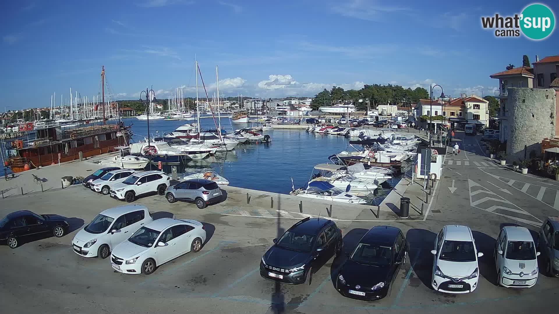 Novigrad | Porporela marina
