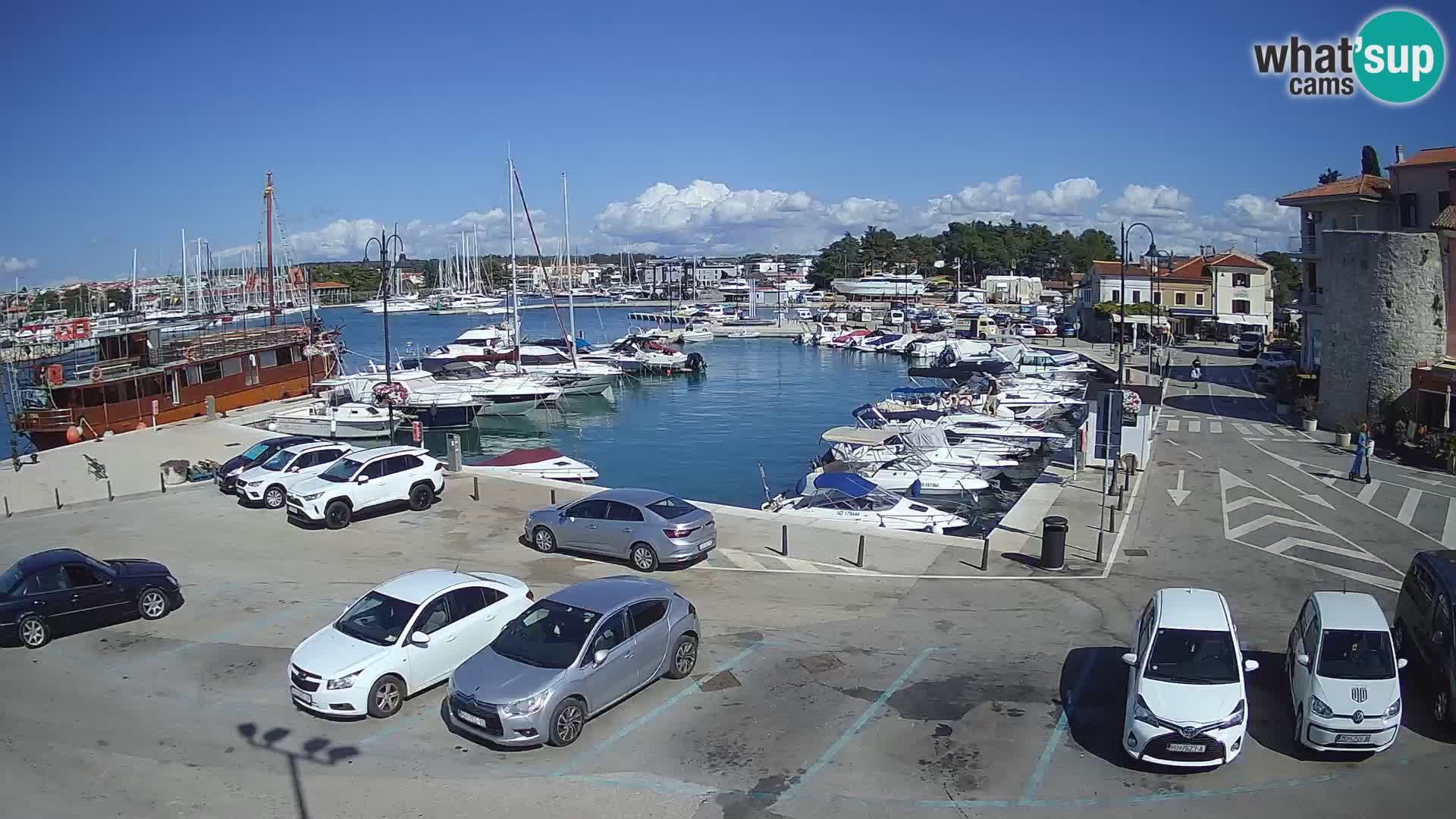 Novigrad | Porporela marina