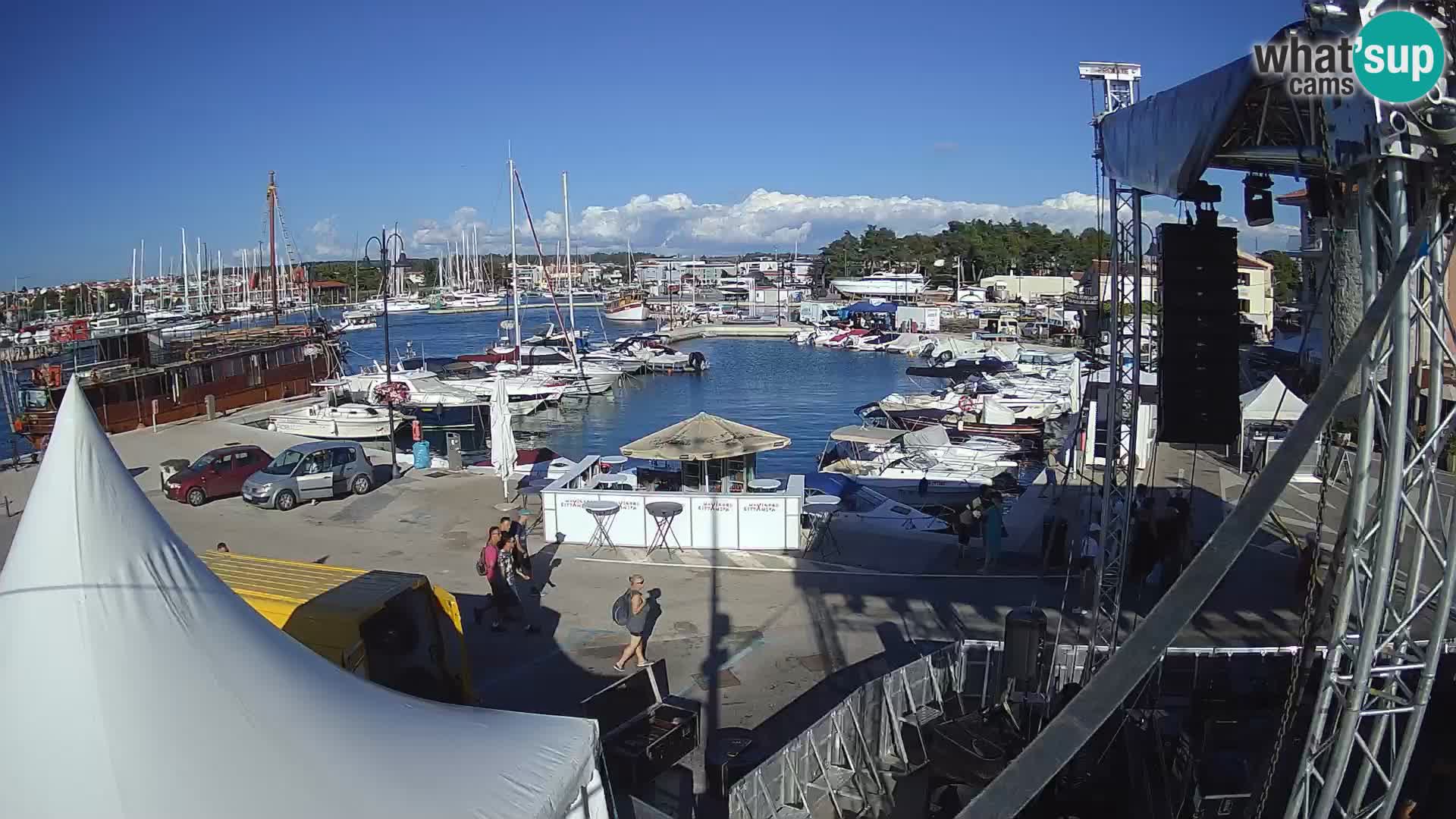 Novigrad | Porporela marina
